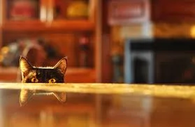 Curiouser and Curiouser 