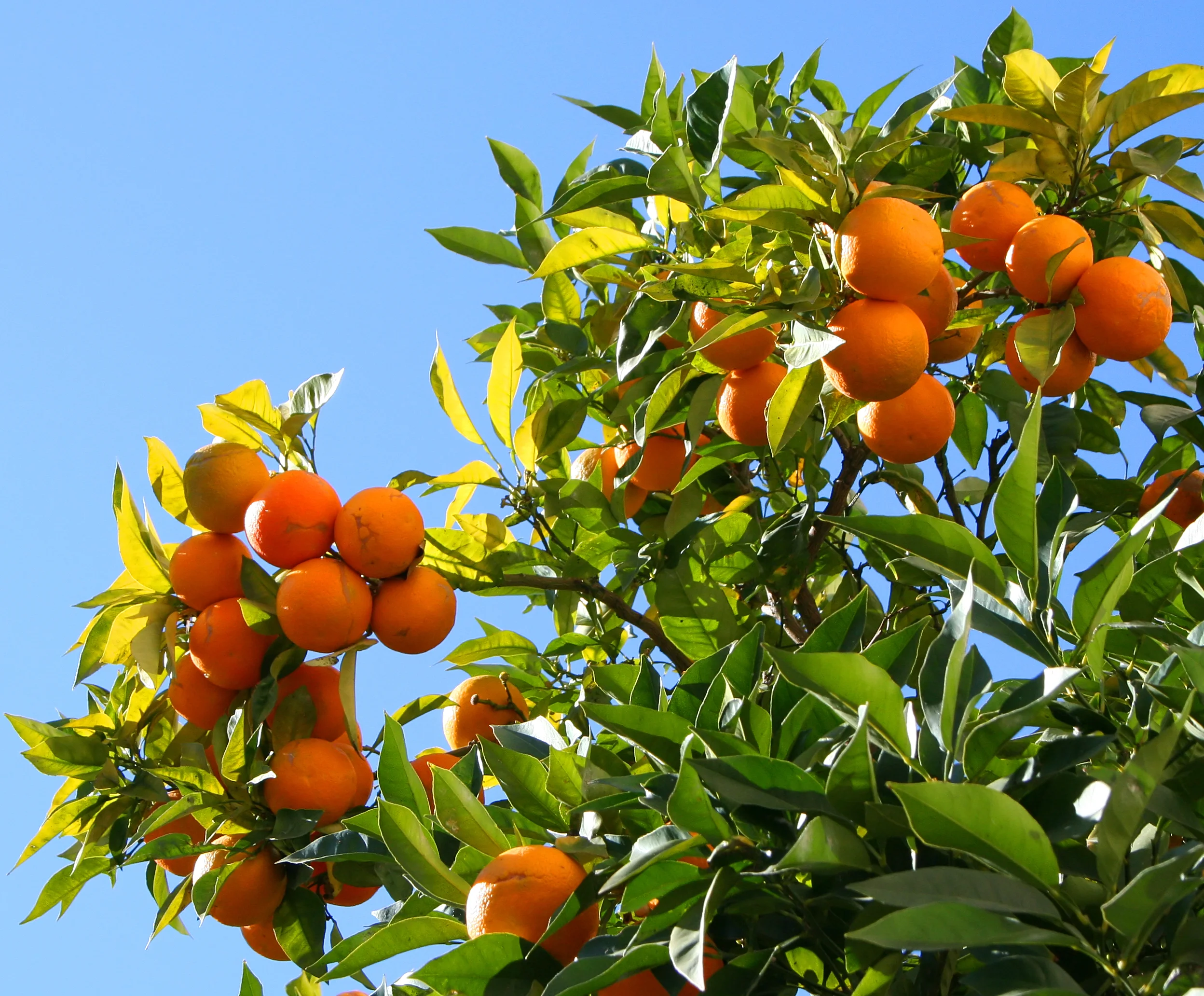 Berry Orange-Tree.jpg