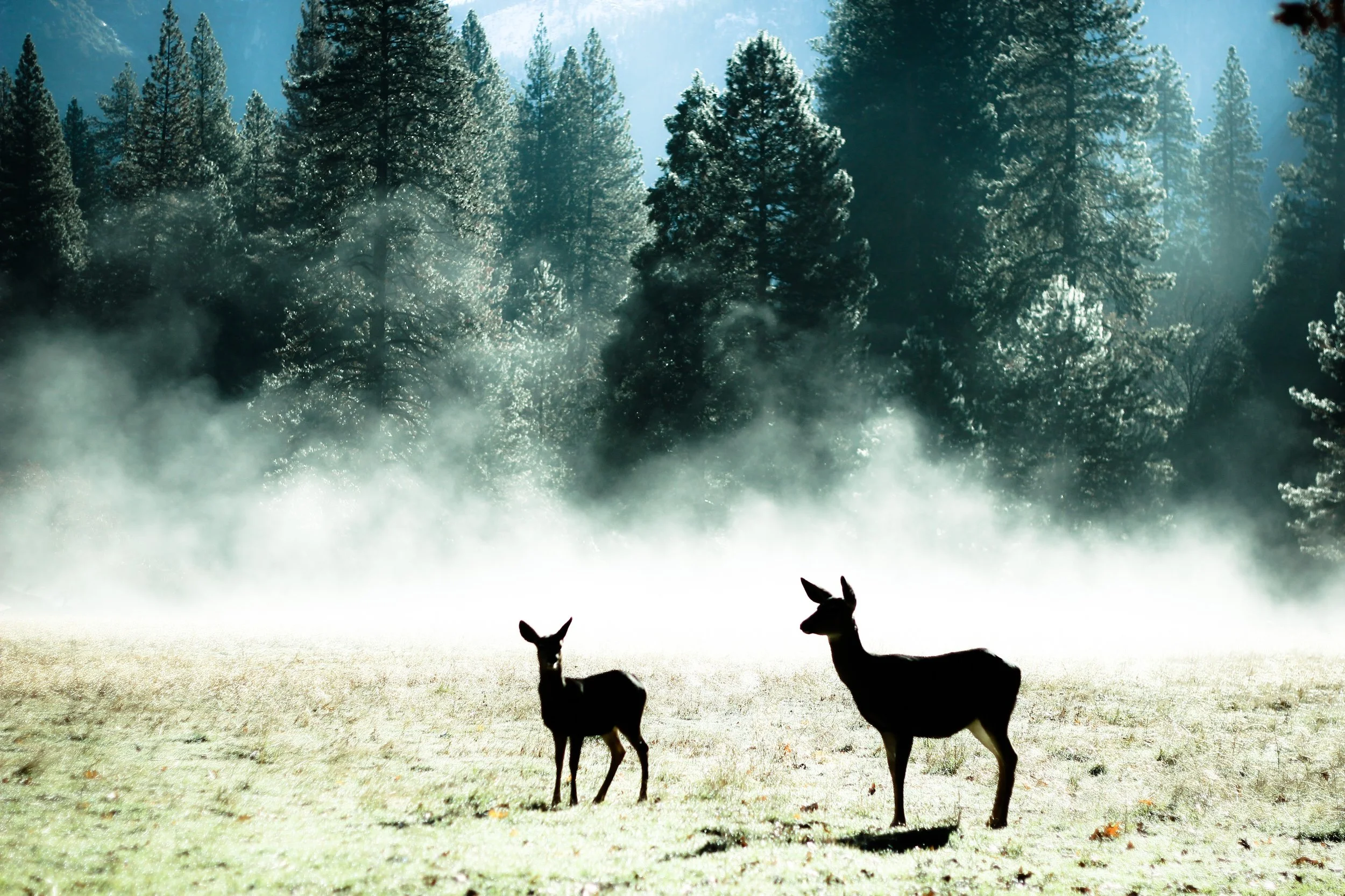 Two Deer w/ Fog