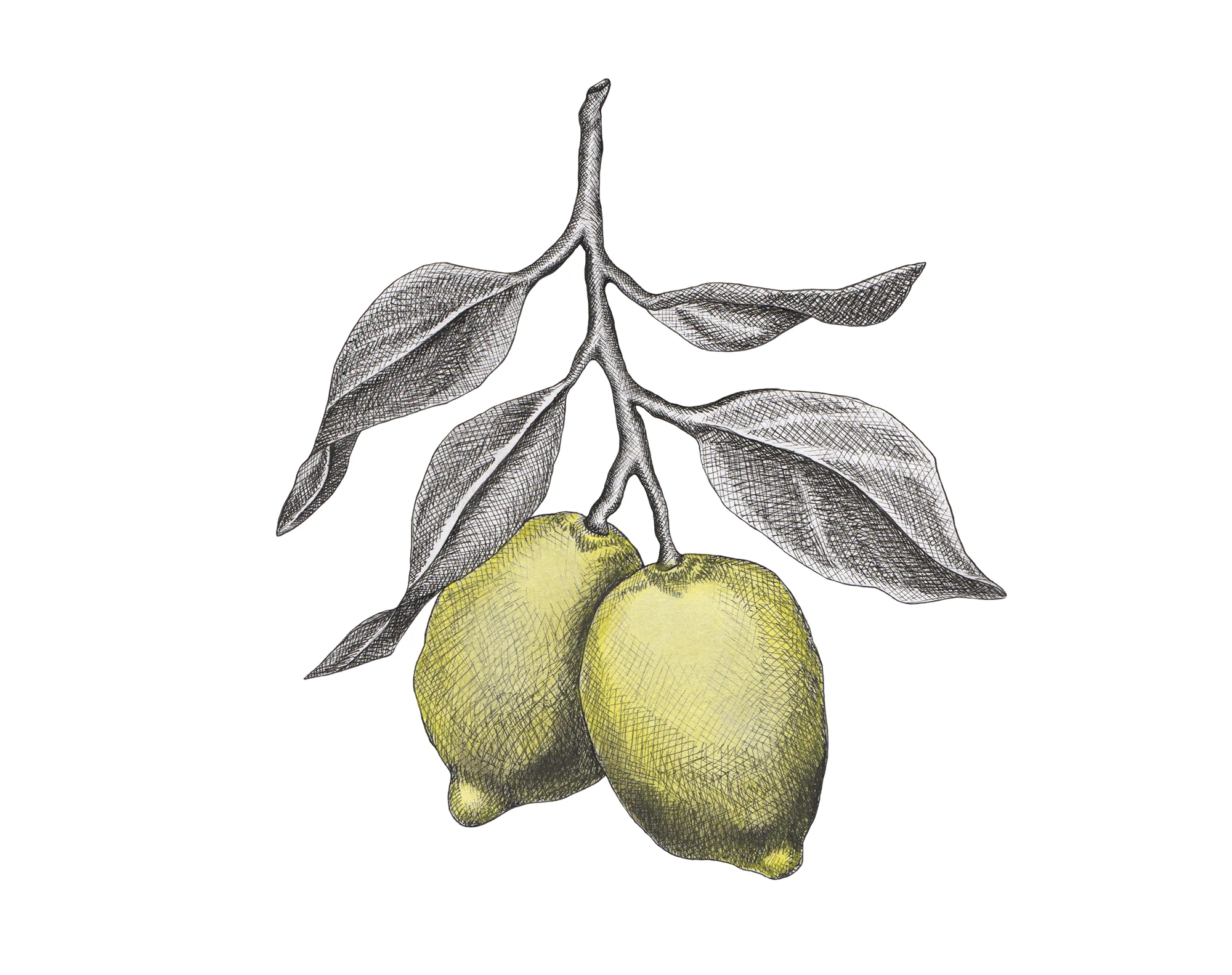 lemon.jpg