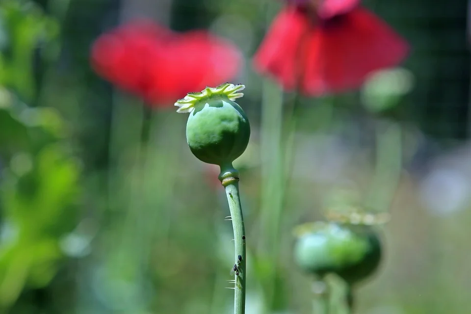 agriculture-1238443_960_720.jpg