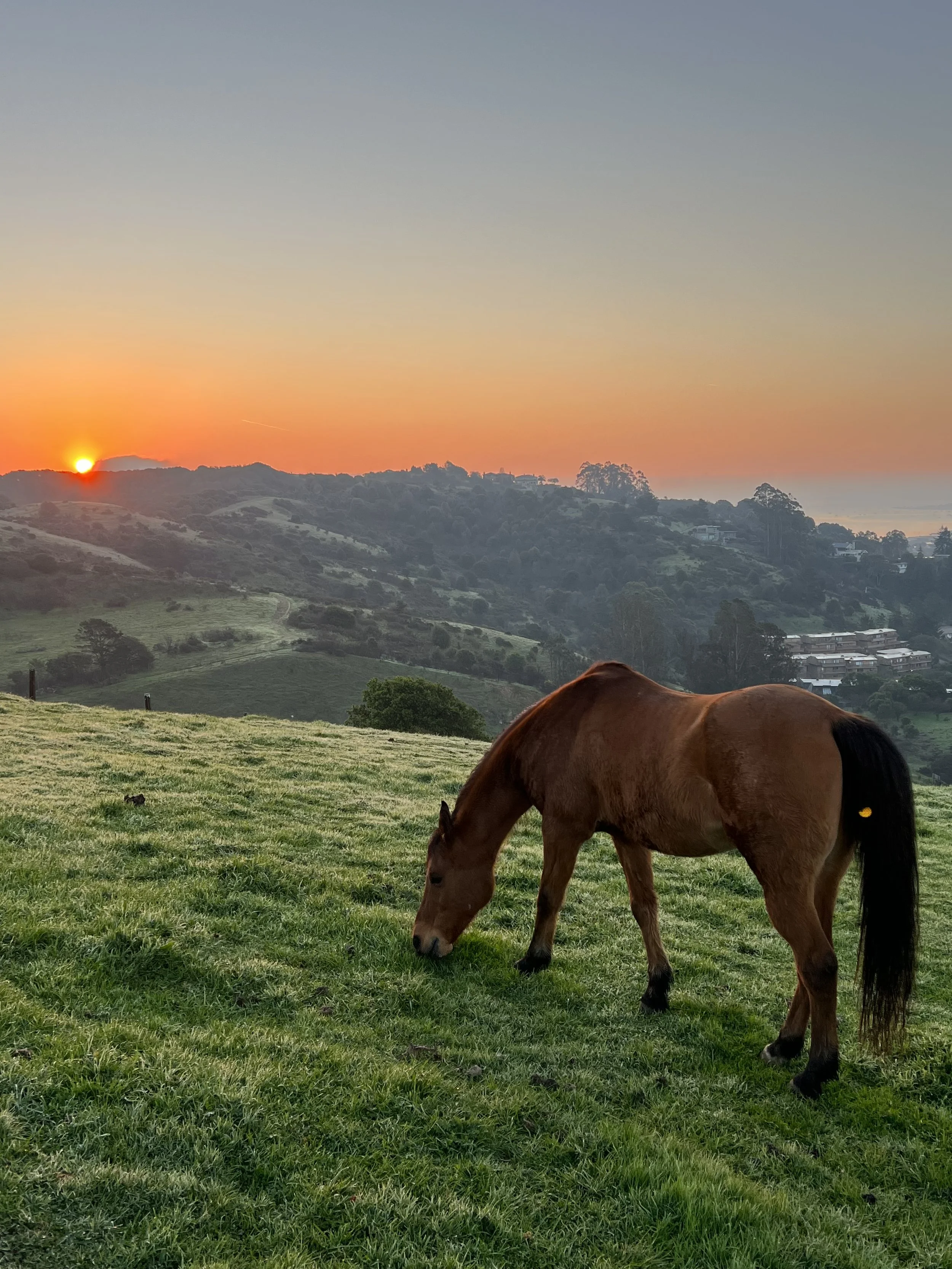 Factors behind the Decline in Homes for Sale