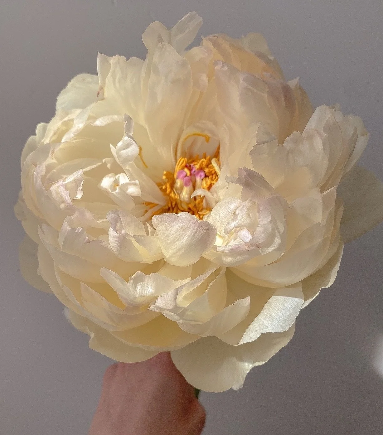 buttercream  perfection!!