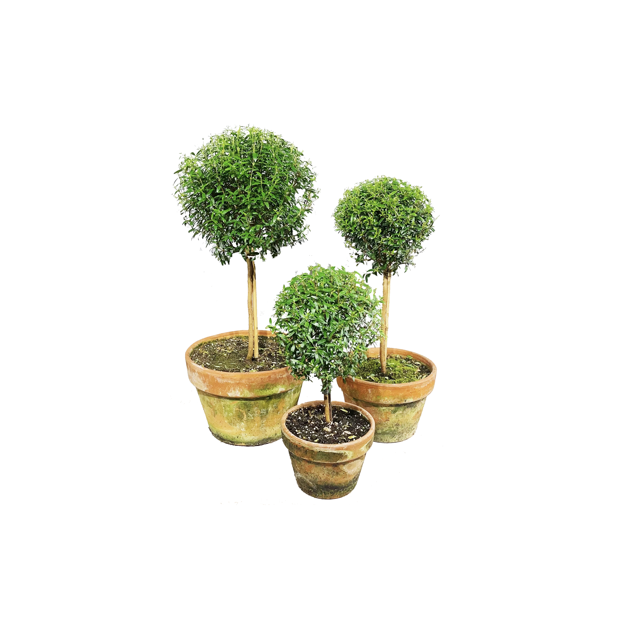 Real Mini Topiary.png