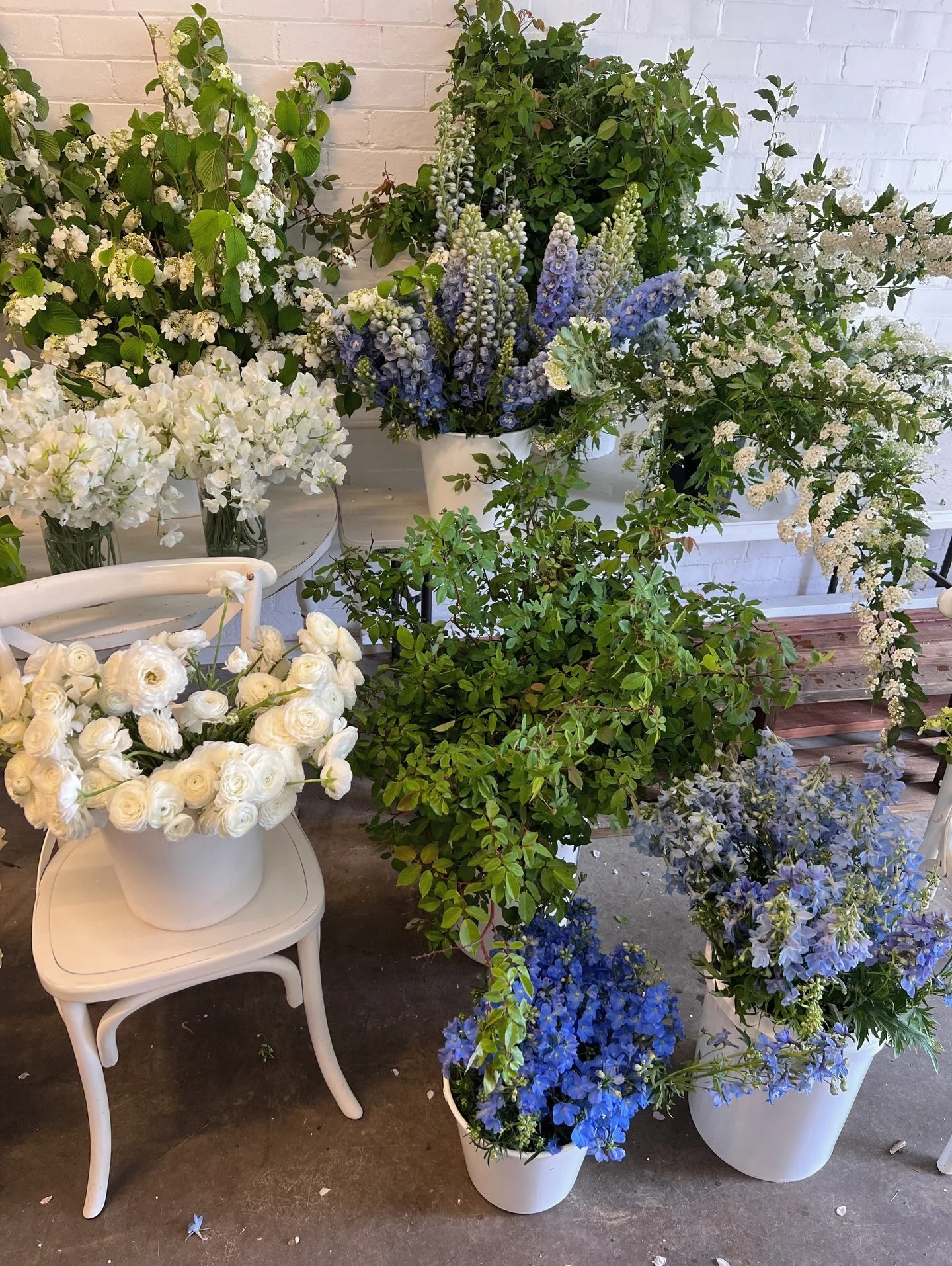 Dreamy blues in the studio @botanicastyleco