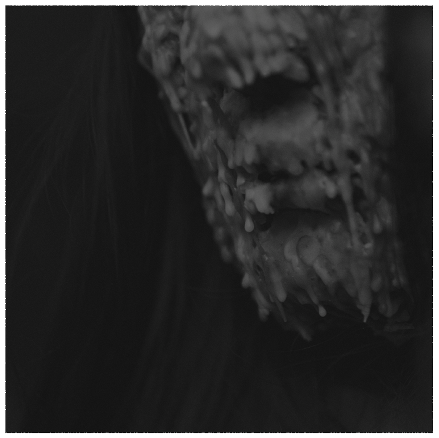 blood keeper cover.png