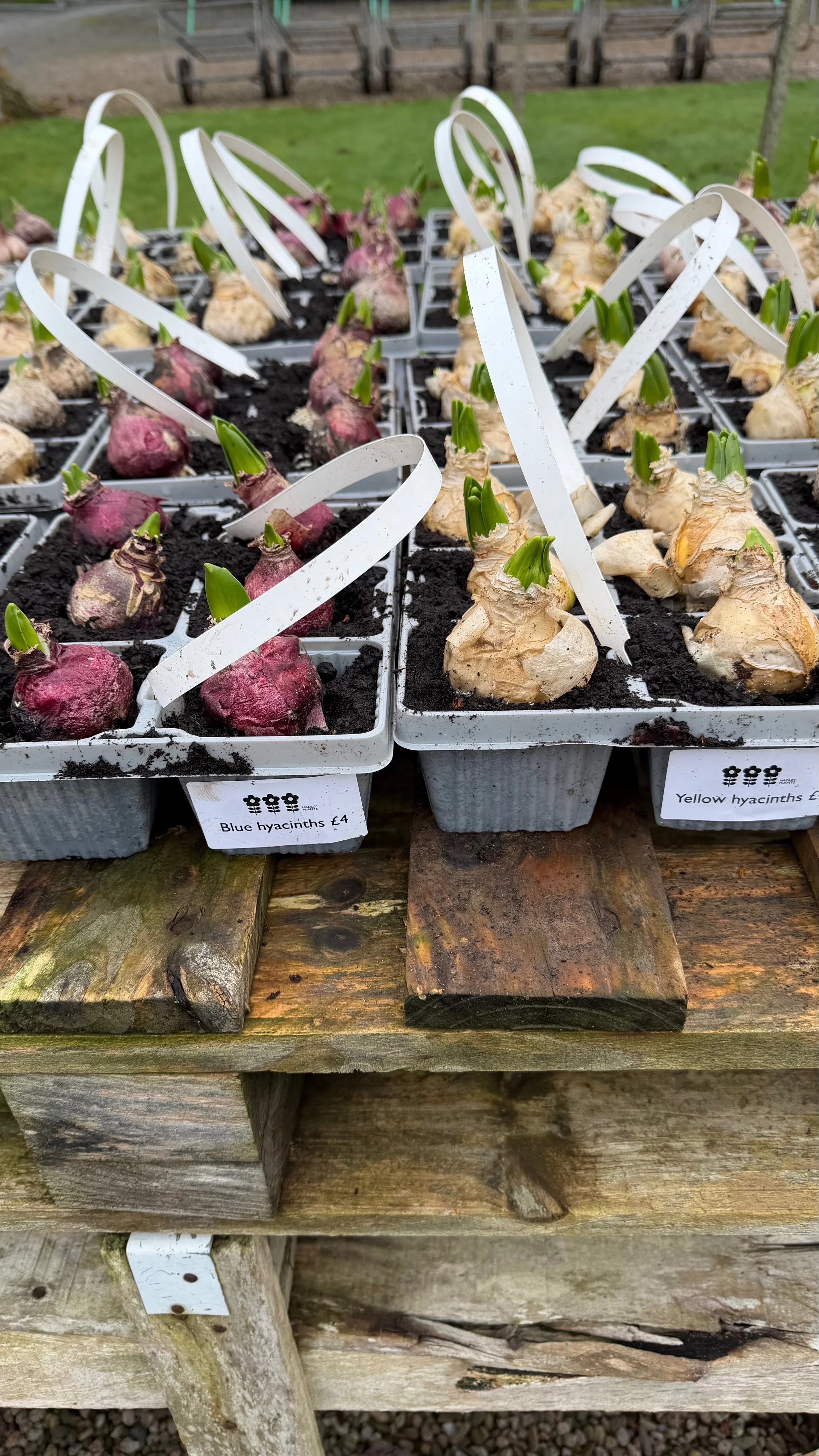 FullSizeRender (1).jpeg