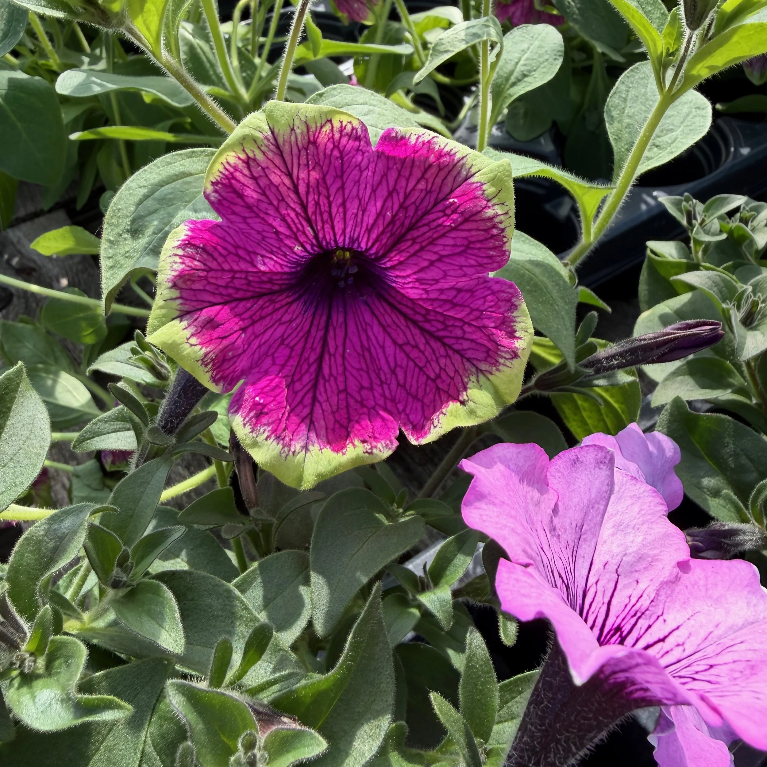 IMG_3926.jpeg