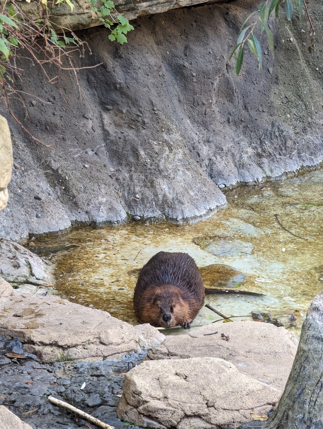 MN Zoo - Beaver.jpeg