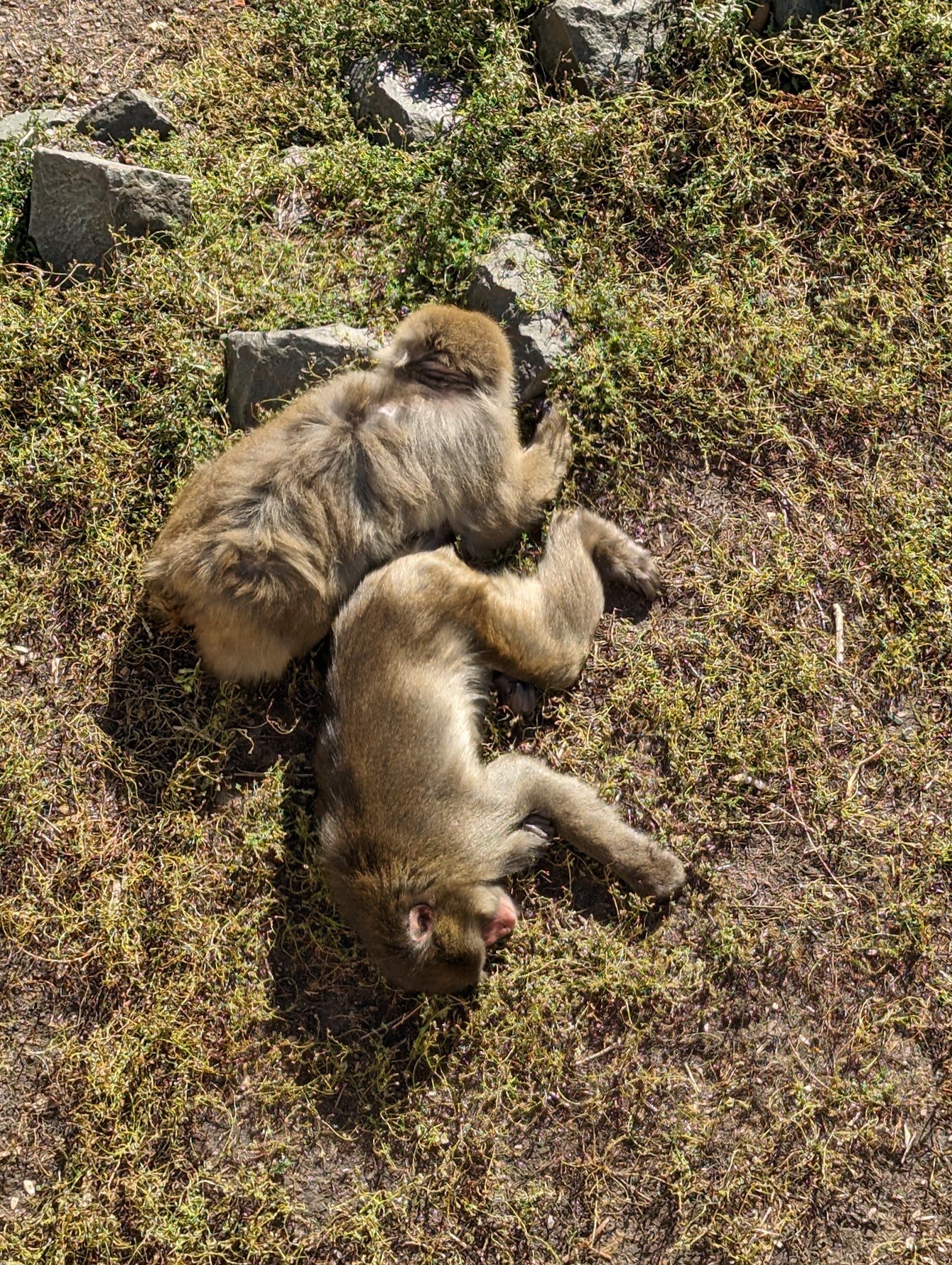 MN Zoo - Snow Monkeys.jpeg