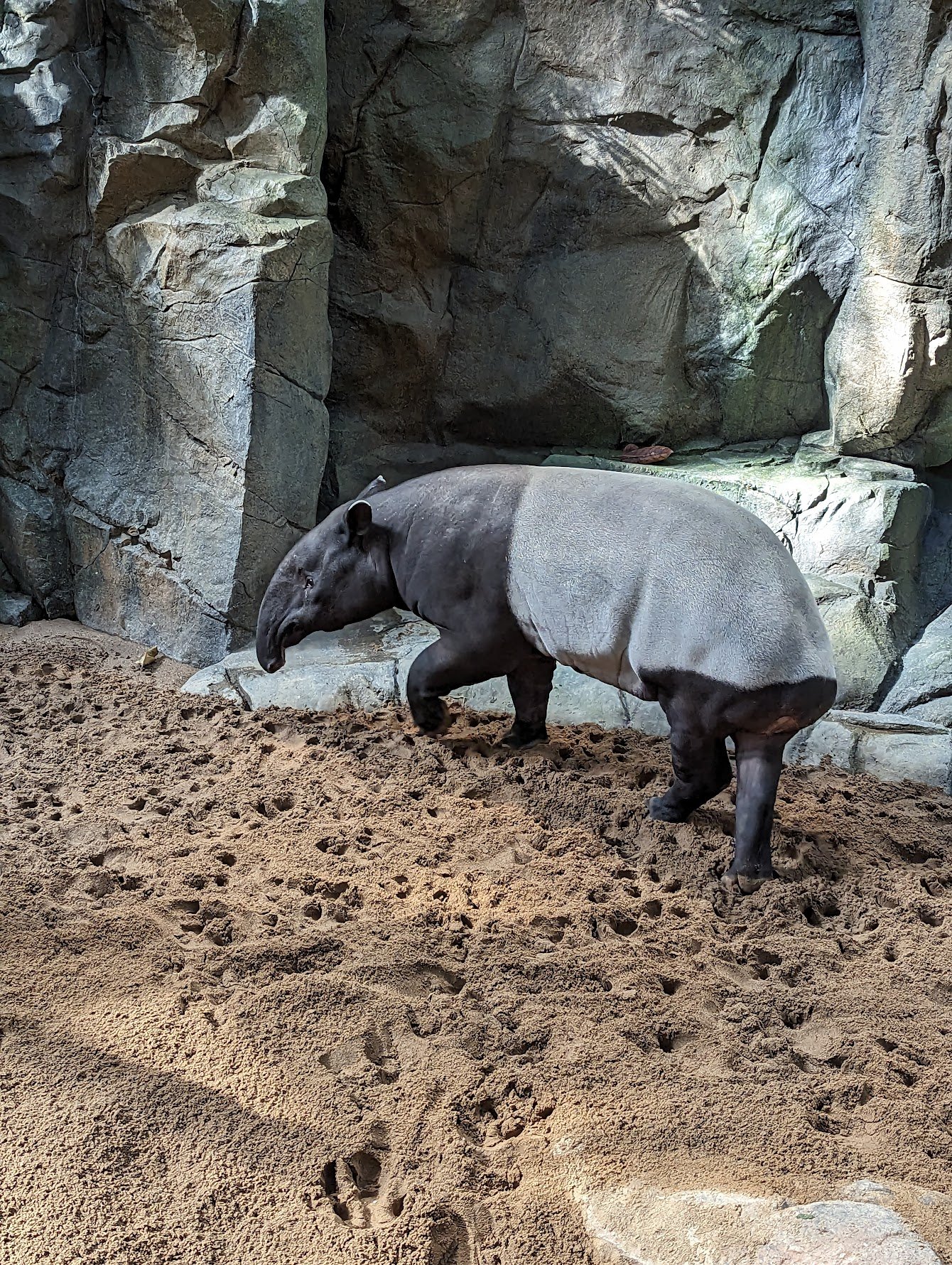 MN Zoo - Tapir.jpeg