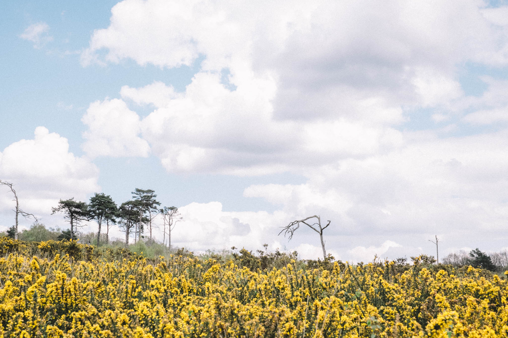 ashdownforest-0150.jpg