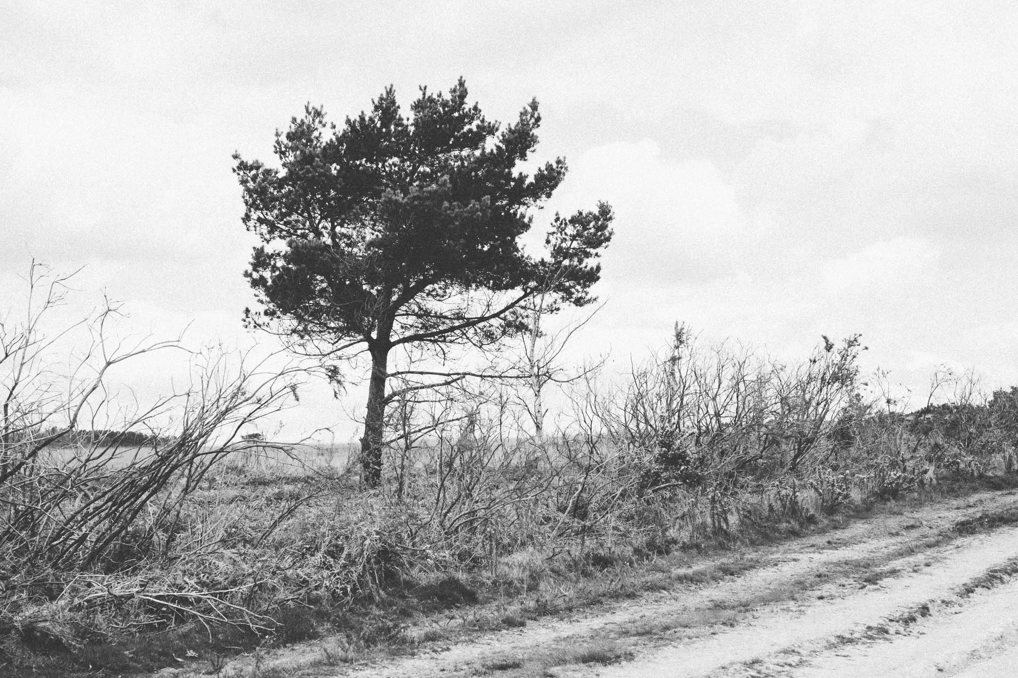 Sussex Walks - The Old Airstrip at Ashdown Forest. Photograhed by Emma Gutteridge for Retreat, a Sussex food and lifestyle blog. Photos taken on a Fuji XT1
