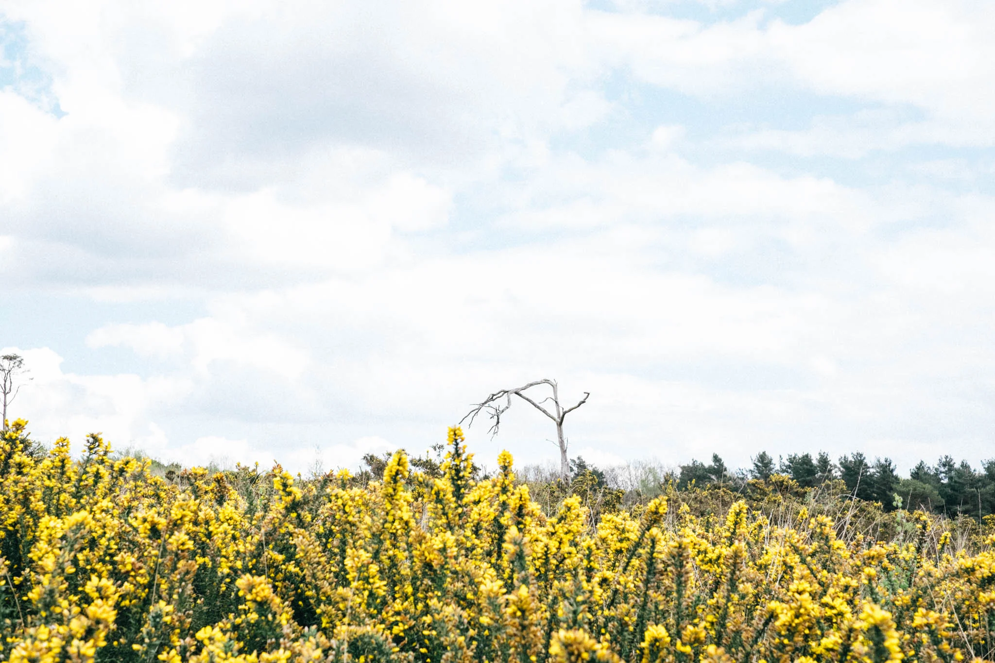 Sussex Walks - The Old Airstrip at Ashdown Forest. Photograhed by Emma Gutteridge for Retreat, a Sussex food and lifestyle blog. Photos taken on a Fuji XT1