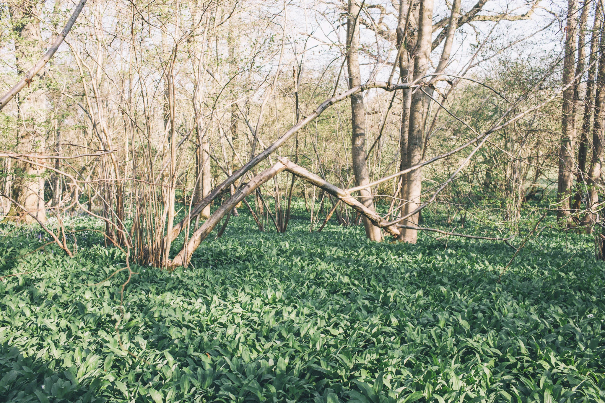 Wild garlic - what to do with it and where to find it in Sussex. Retreat // Food and lifestyle blog based in Sussex. Photography by Emma Gutteridge.