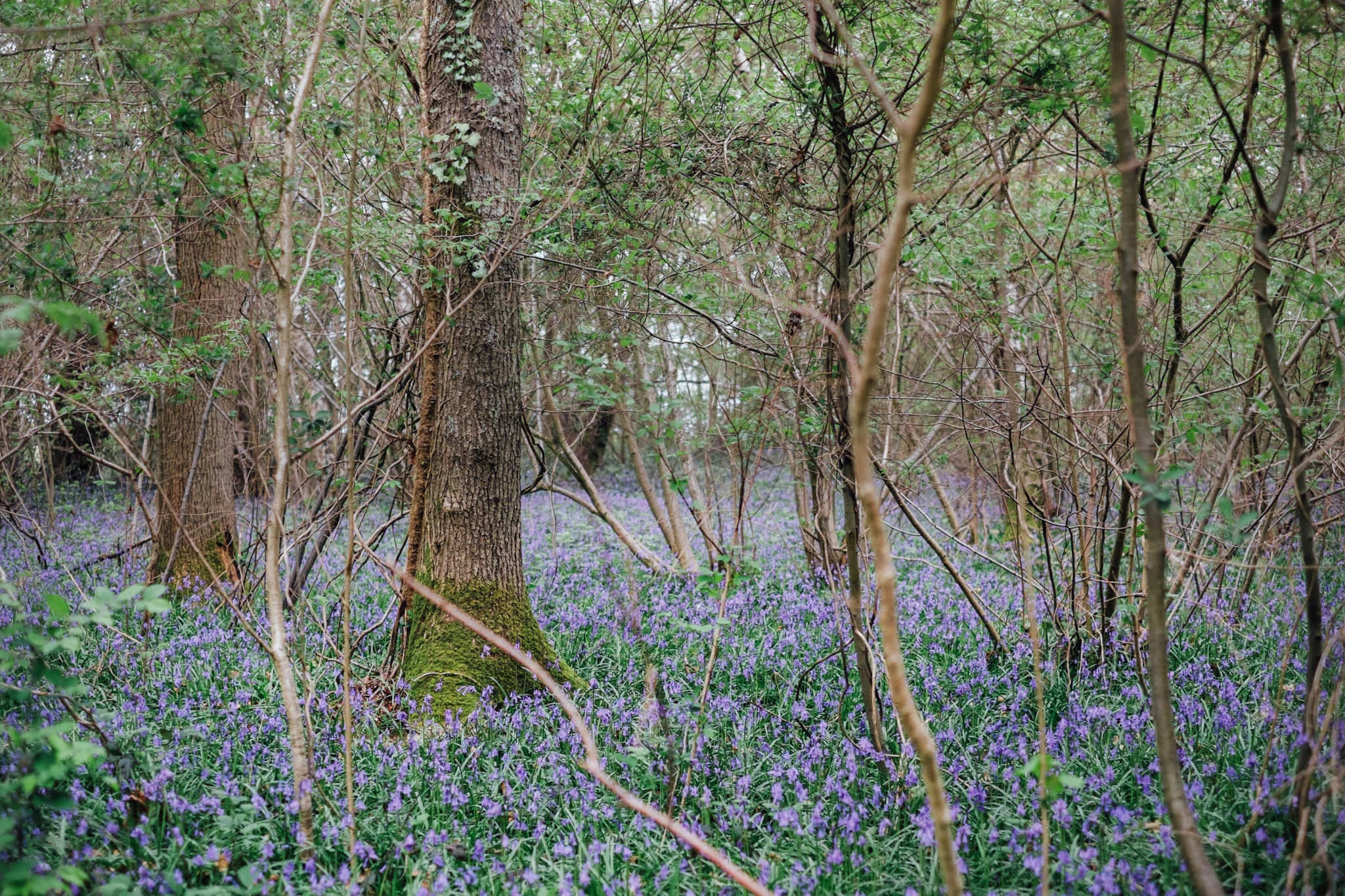 Blackbrook wood near Ditchling, East Sussex. Bluebell woods East Sussex. Sussex walks. Photography by Emma Gutteridge. Retreat // a food and lifestyle blog born in Sussex.