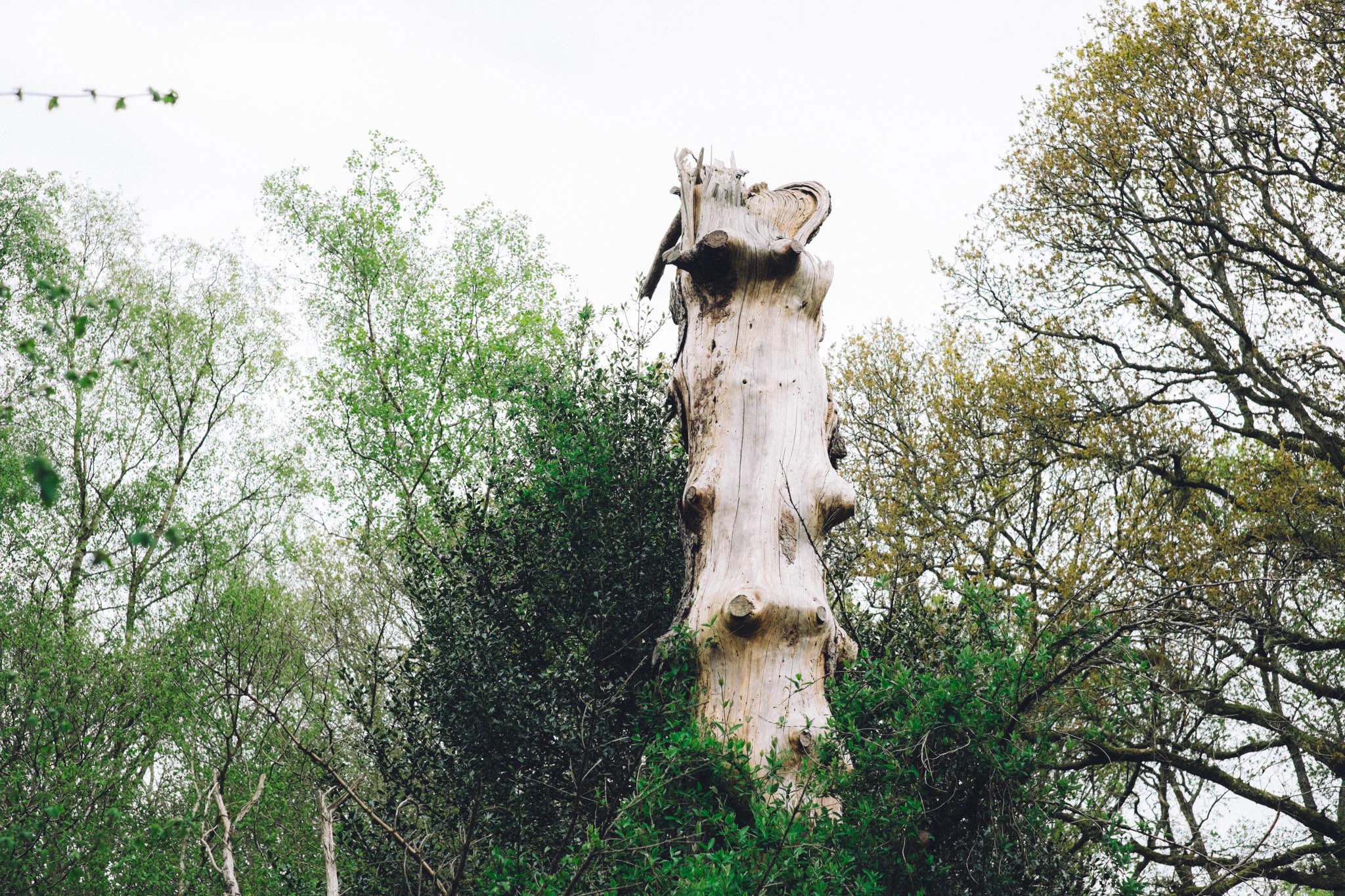 Blackbrook wood near Ditchling, East Sussex. Bluebell woods East Sussex. Sussex walks. Photography by Emma Gutteridge. Retreat // a food and lifestyle blog born in Sussex.