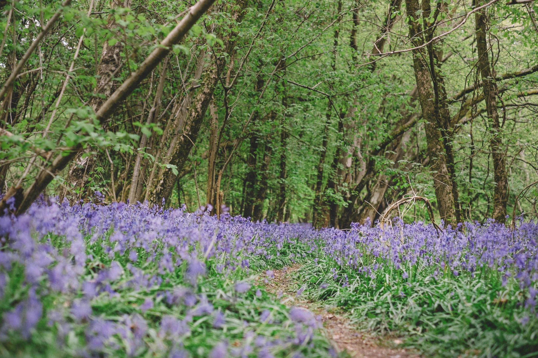 Blackbrook wood near Ditchling, East Sussex. Bluebell woods East Sussex. Sussex walks. Photography by Emma Gutteridge. Retreat // a food and lifestyle blog born in Sussex.