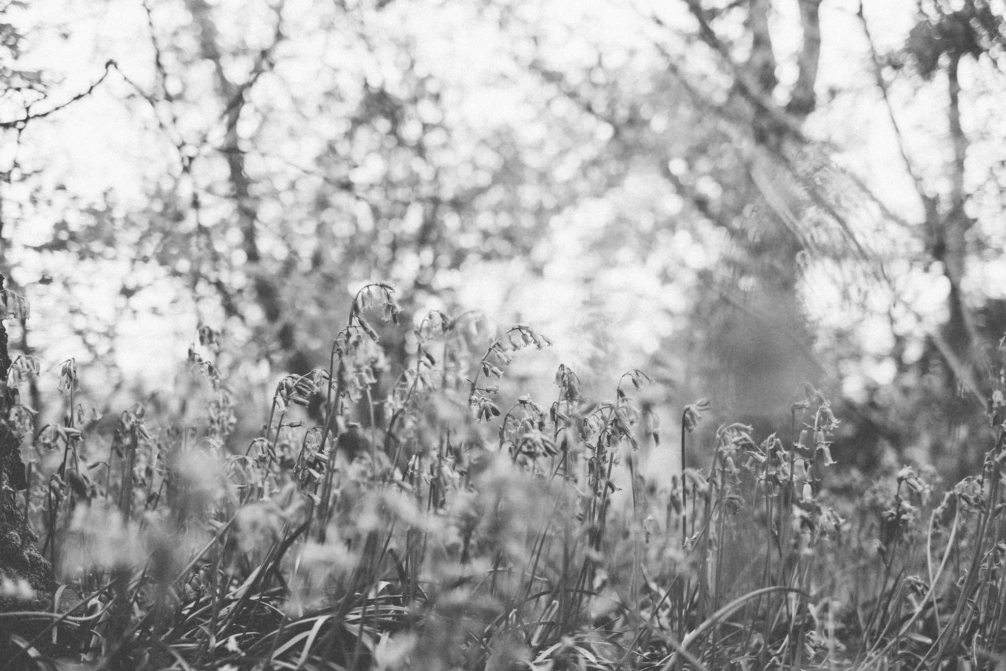 Blackbrook wood near Ditchling, East Sussex. Bluebell woods East Sussex. Sussex walks. Photography by Emma Gutteridge. Retreat // a food and lifestyle blog born in Sussex.
