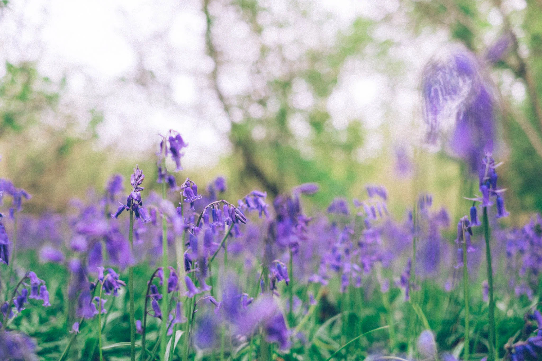 Blackbrook wood near Ditchling, East Sussex. Bluebell woods East Sussex. Sussex walks. Photography by Emma Gutteridge. Retreat // a food and lifestyle blog born in Sussex.