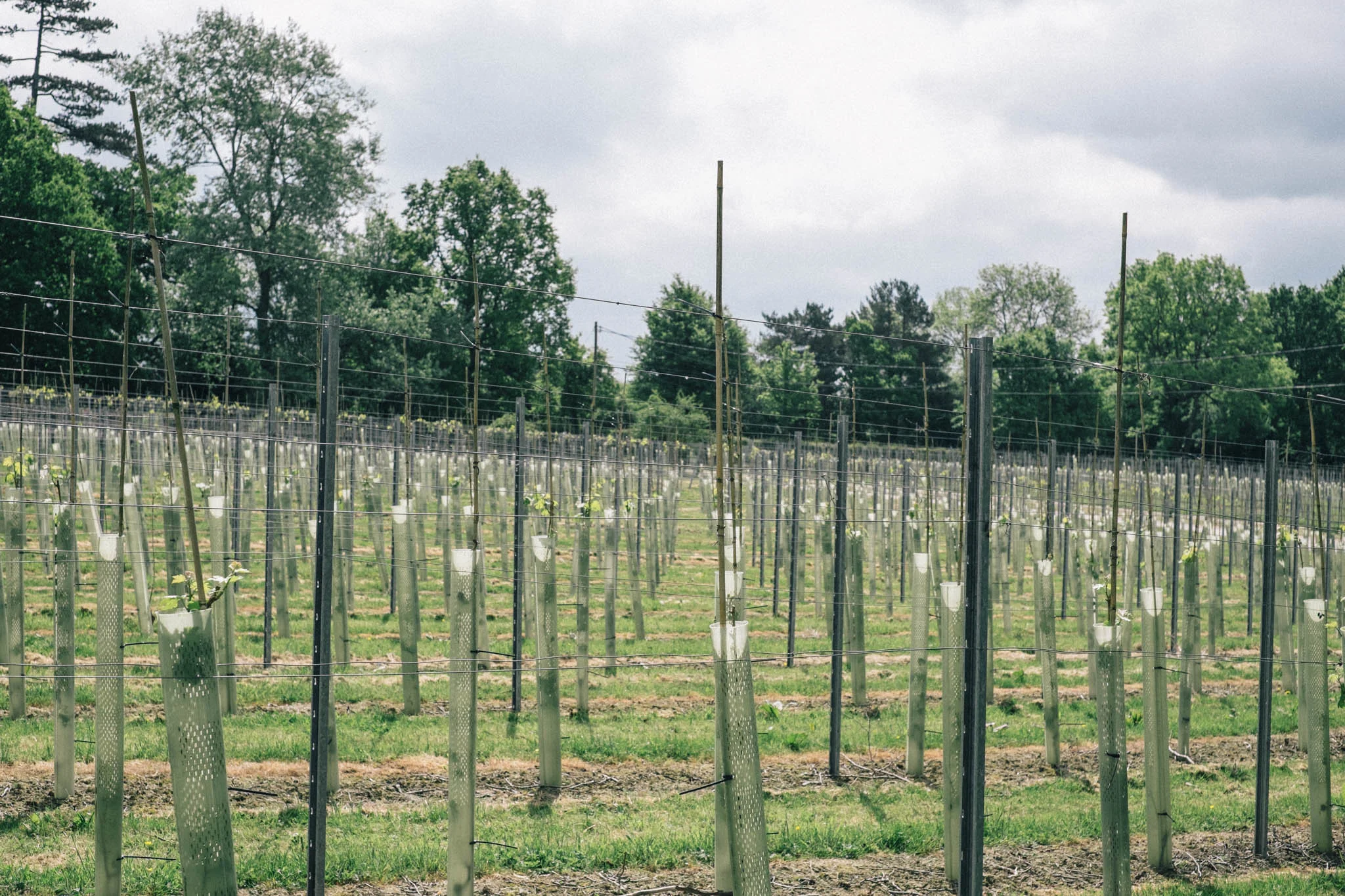 Sussex wine and vineyard bus tour by Brighton Food Festival. Photography by Emma Gutteridge for Retreat blog.