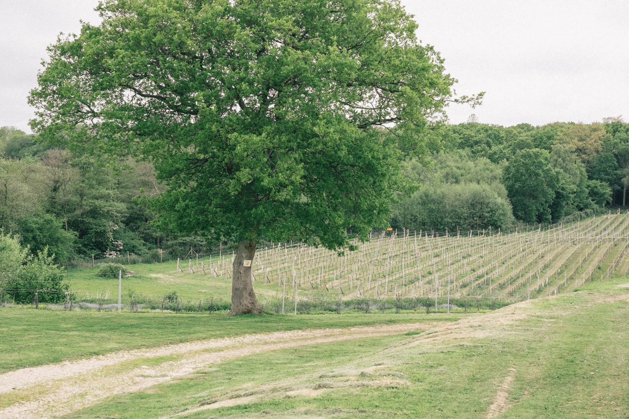 Sussex wine and vineyard bus tour by Brighton Food Festival. Photography by Emma Gutteridge for Retreat blog.