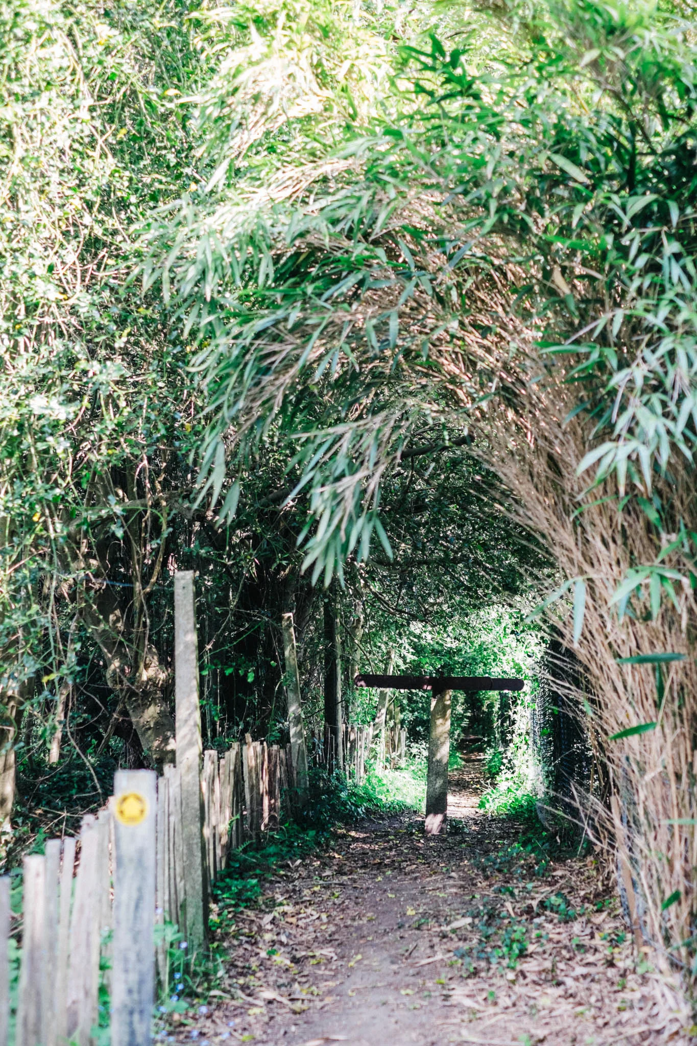 Sussex walks - Sheffield Forest circular on Retreat - a food and lifestyle blog for busy people. Photography by Emma Gutteridge for Retreat blog.