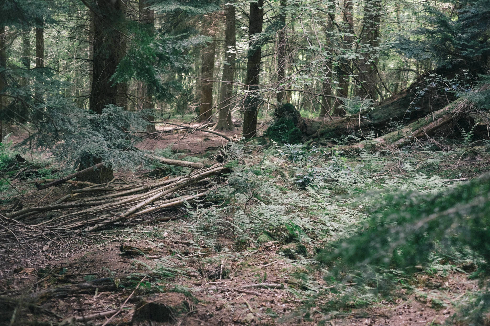 Sussex walks - Sheffield Forest circular on Retreat - a food and lifestyle blog for busy people. Photography by Emma Gutteridge for Retreat blog.