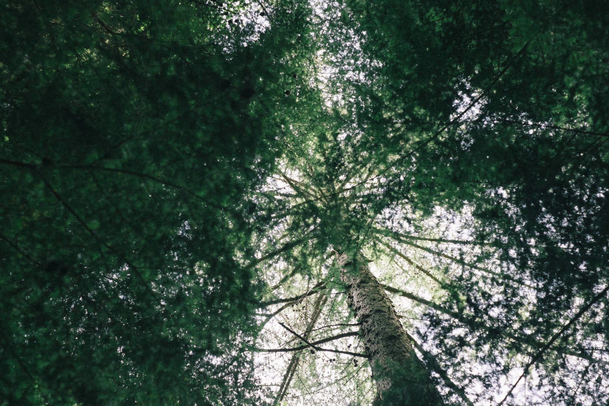 Sussex walks - Sheffield Forest circular on Retreat - a food and lifestyle blog for busy people. Photography by Emma Gutteridge for Retreat blog.