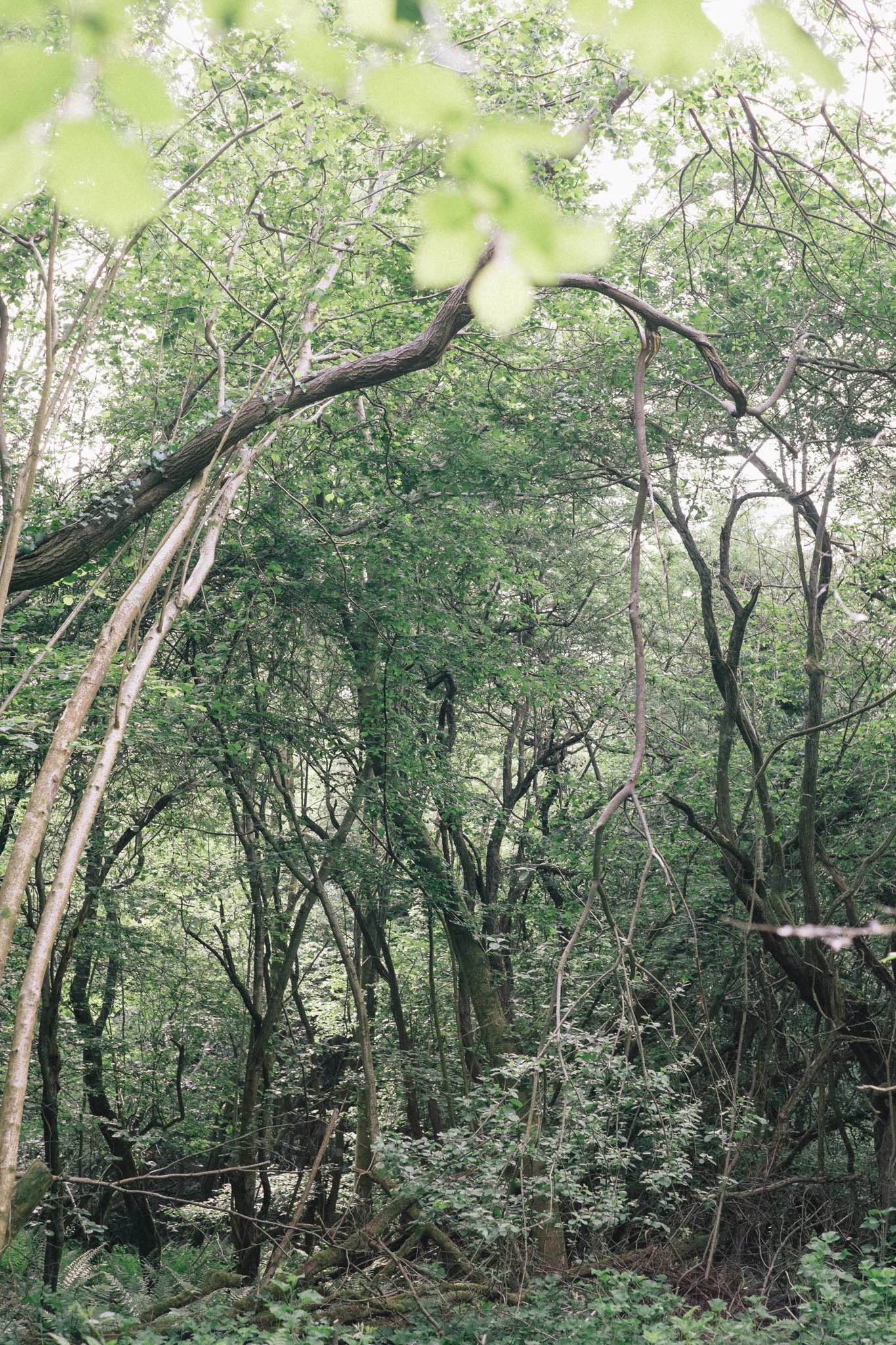 Sussex walks - Sheffield Forest circular on Retreat - a food and lifestyle blog for busy people. Photography by Emma Gutteridge for Retreat blog.