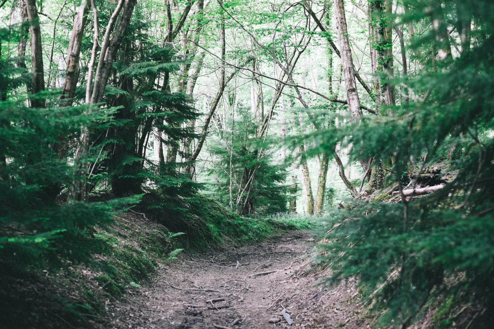 Sussex walks - Sheffield Forest circular on Retreat - a food and lifestyle blog for busy people. Photography by Emma Gutteridge for Retreat blog.