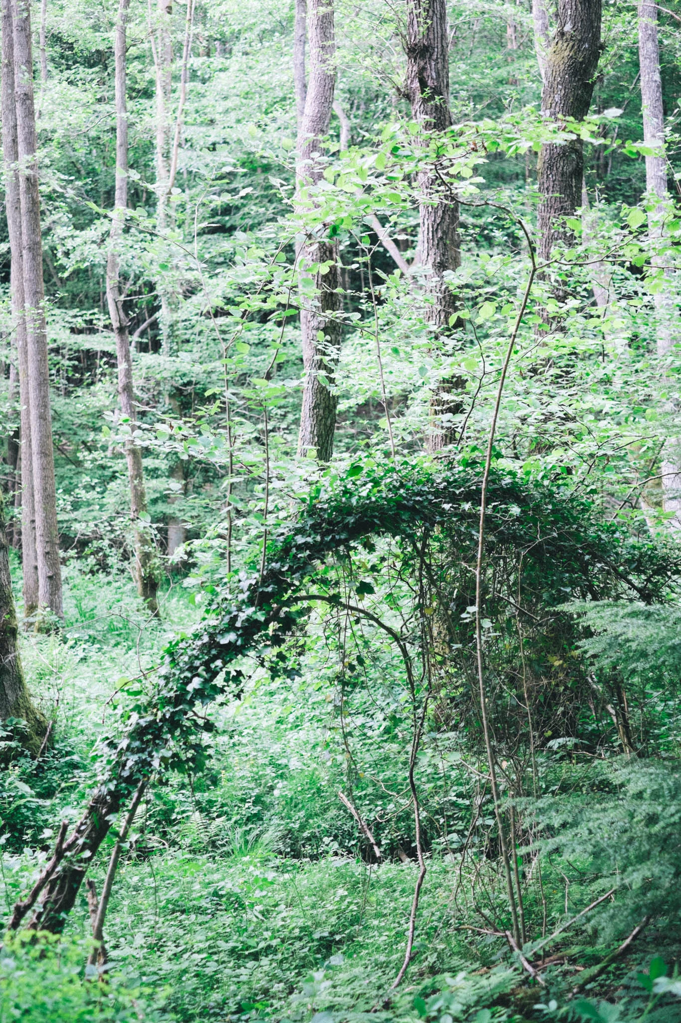 Sussex walks - Sheffield Forest circular on Retreat - a food and lifestyle blog for busy people. Photography by Emma Gutteridge for Retreat blog.