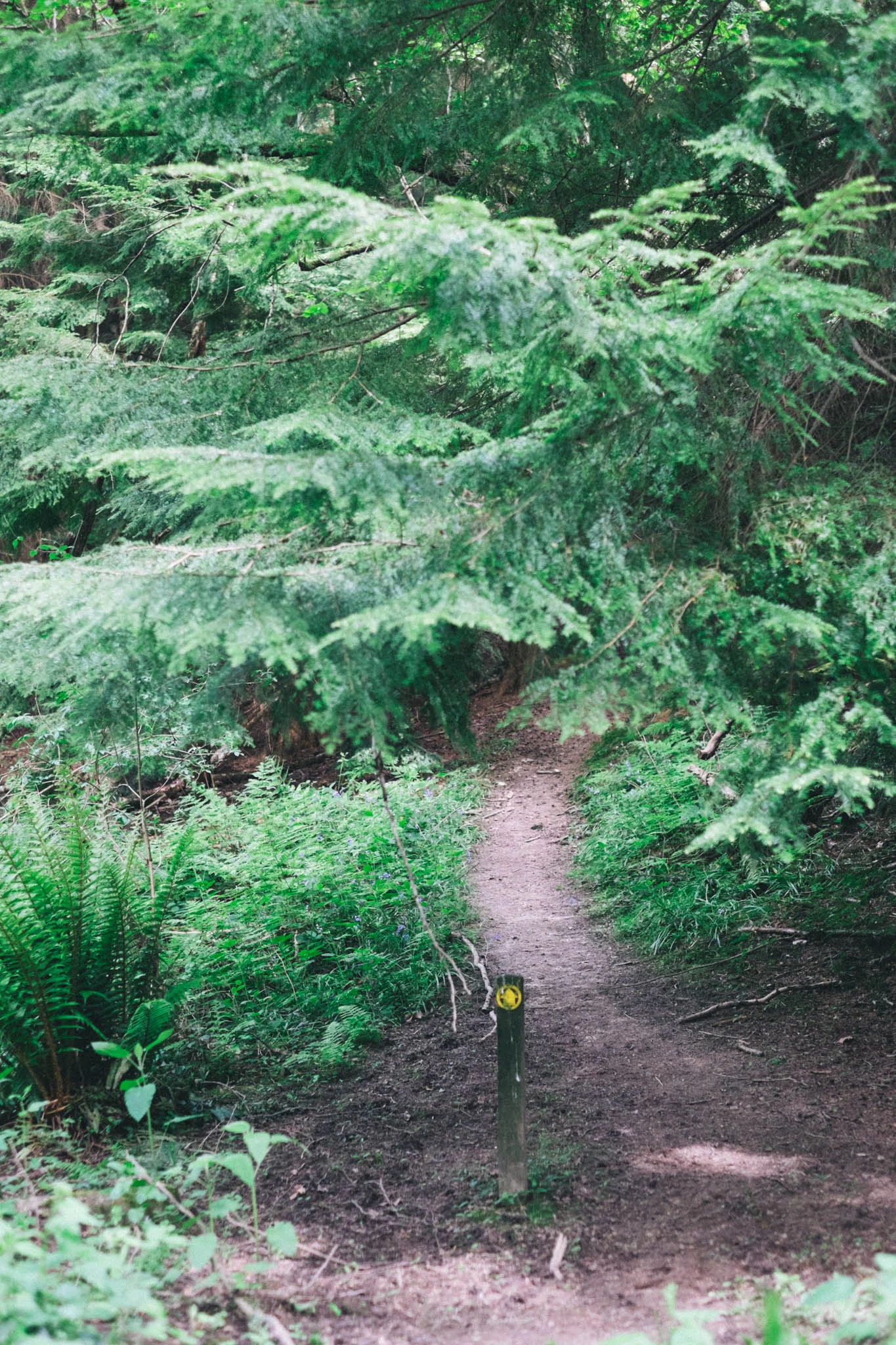 Sussex walks - Sheffield Forest circular on Retreat - a food and lifestyle blog for busy people. Photography by Emma Gutteridge for Retreat blog.
