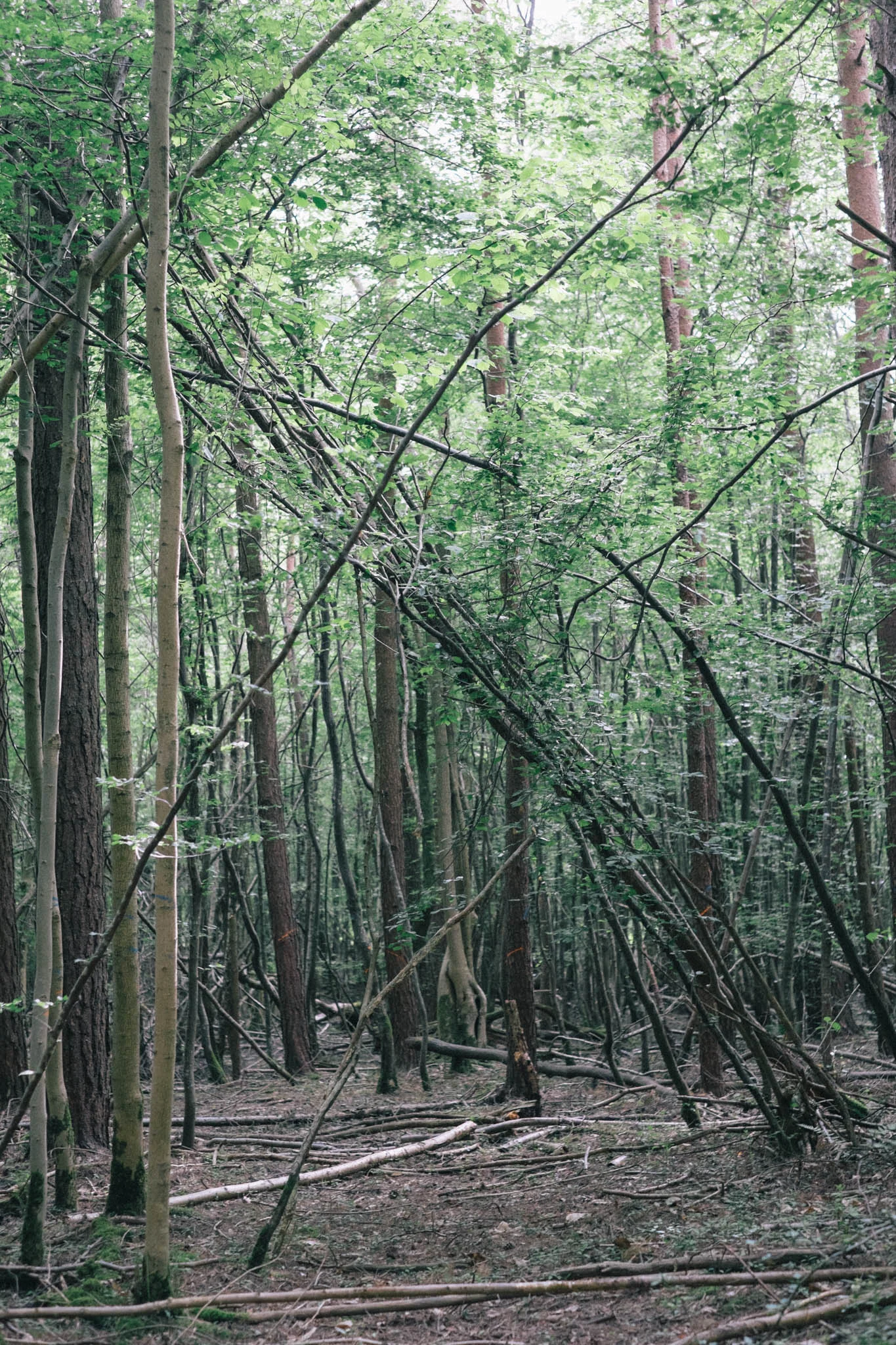 Sussex walks - Sheffield Forest circular on Retreat - a food and lifestyle blog for busy people. Photography by Emma Gutteridge for Retreat blog.