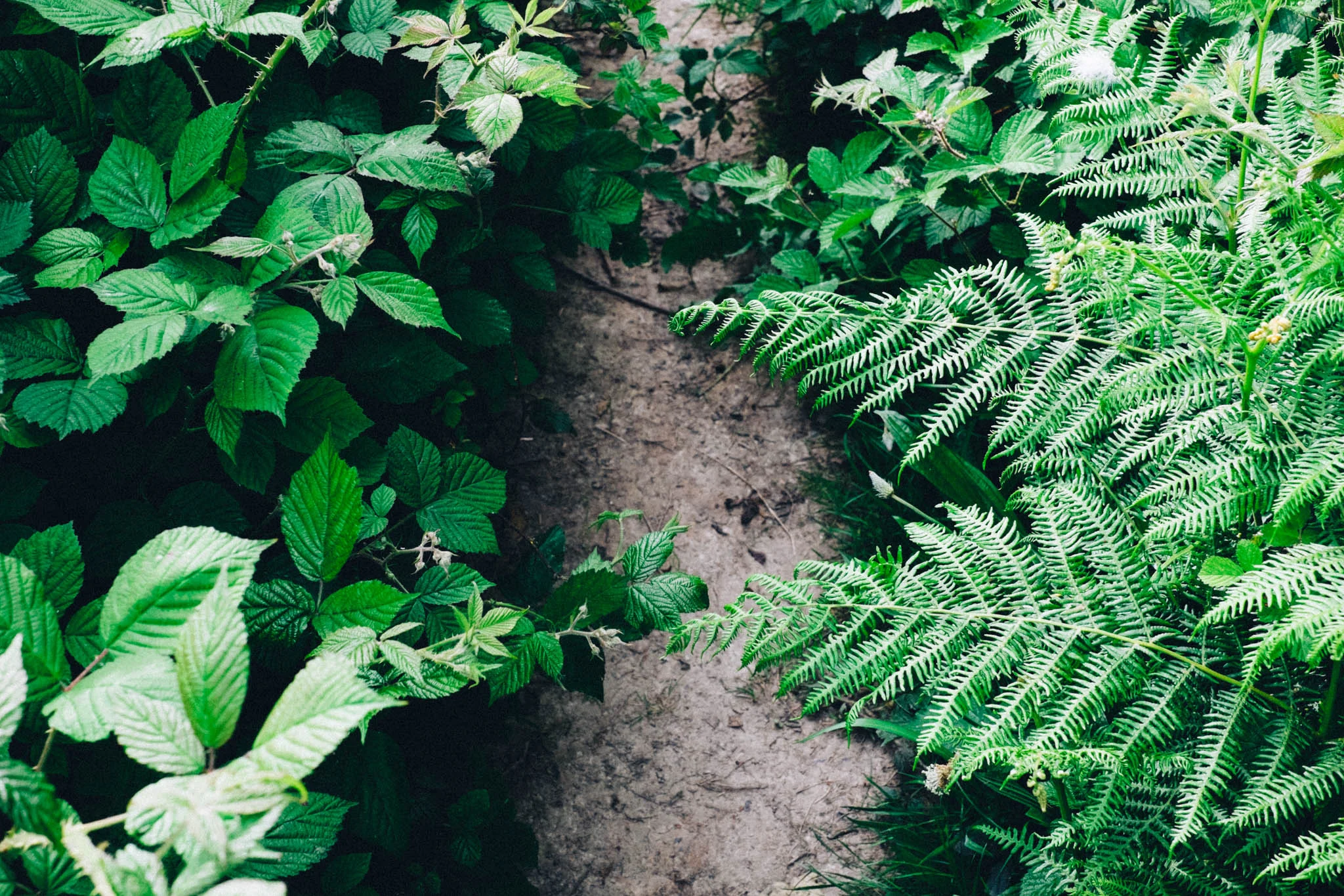 Sussex walks - Sheffield Forest circular on Retreat - a food and lifestyle blog for busy people. Photography by Emma Gutteridge for Retreat blog.