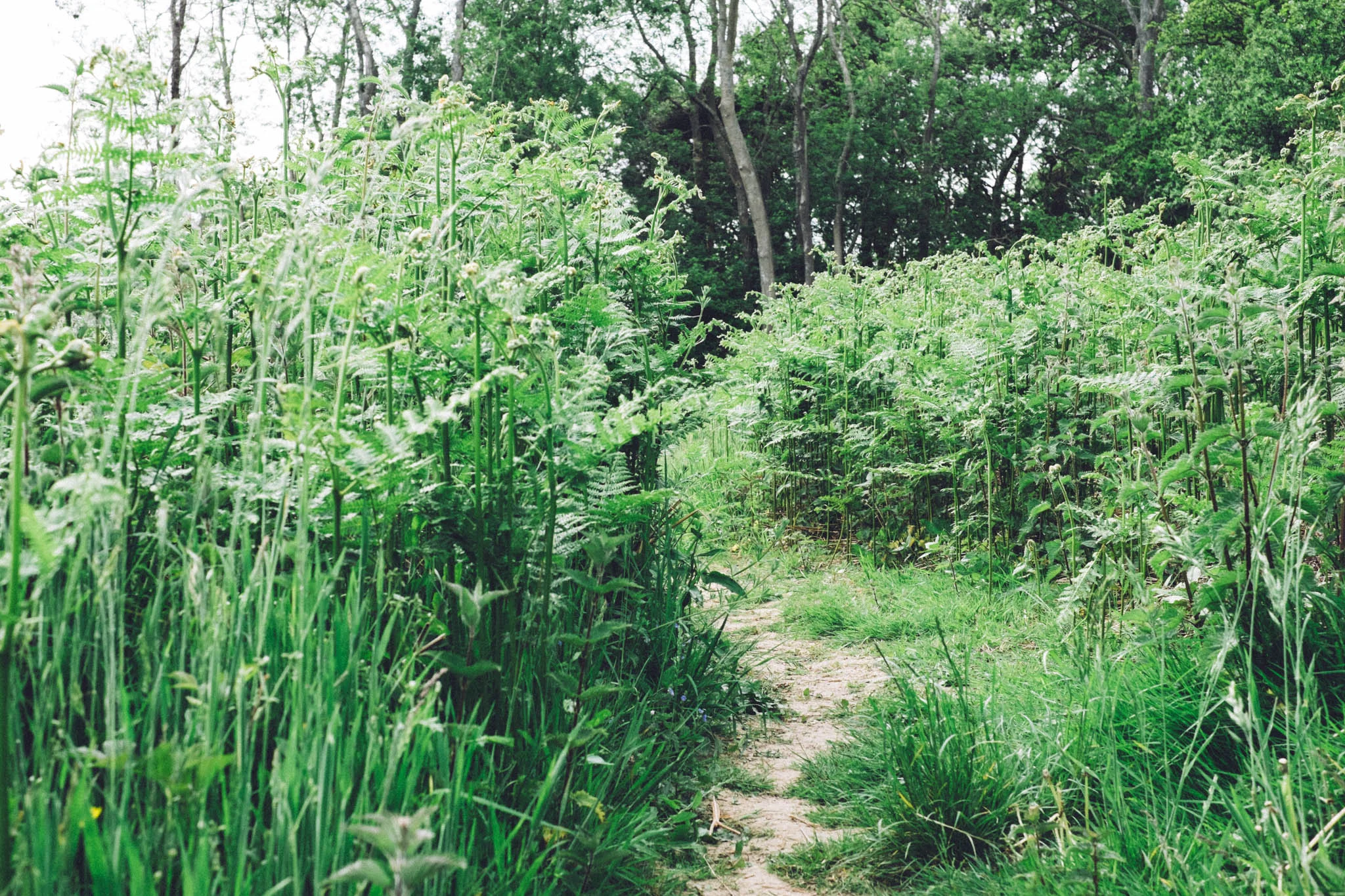 Sussex walks - Sheffield Forest circular on Retreat - a food and lifestyle blog for busy people. Photography by Emma Gutteridge for Retreat blog.