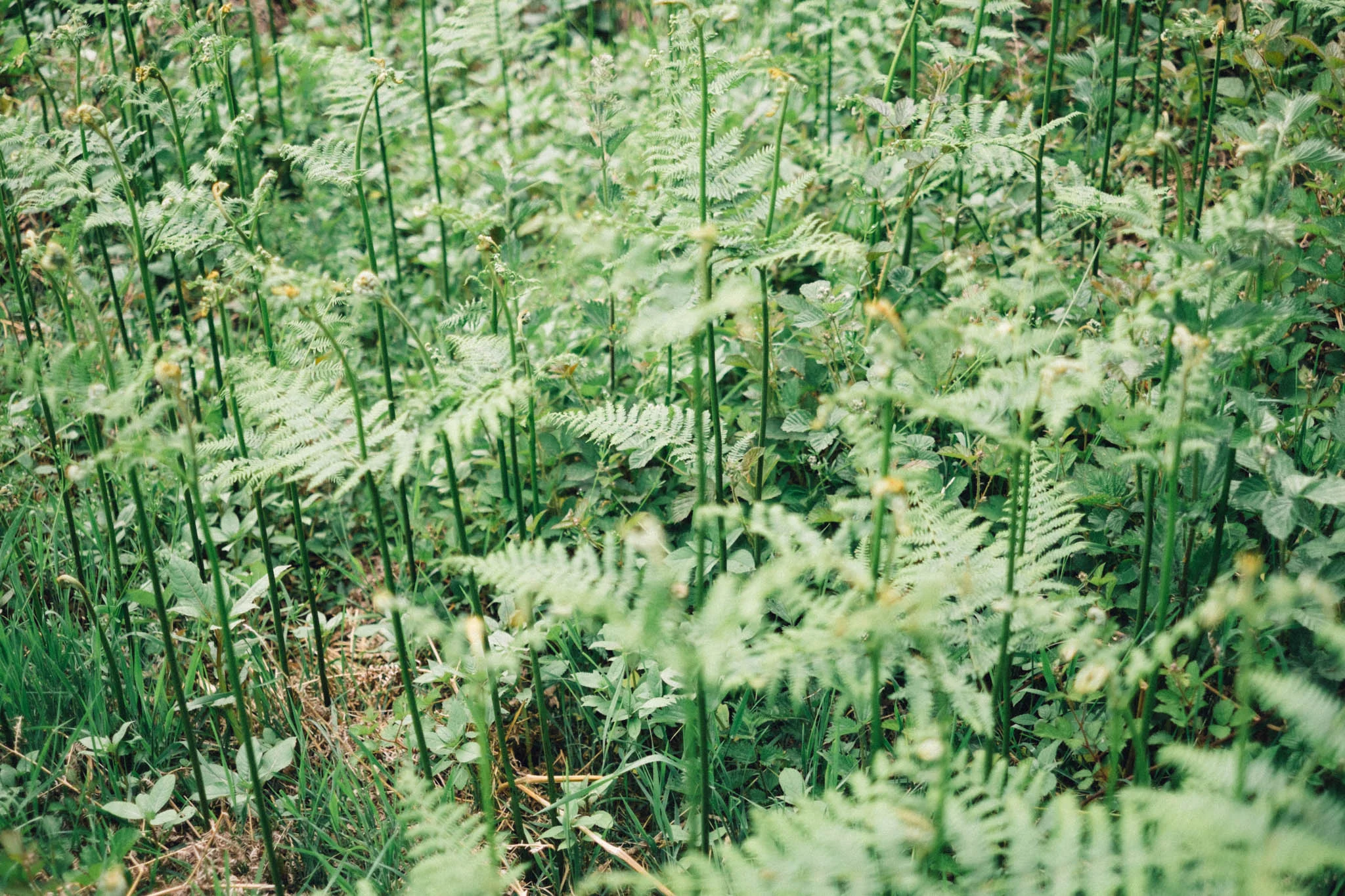 Sussex walks - Sheffield Forest circular on Retreat - a food and lifestyle blog for busy people. Photography by Emma Gutteridge for Retreat blog.
