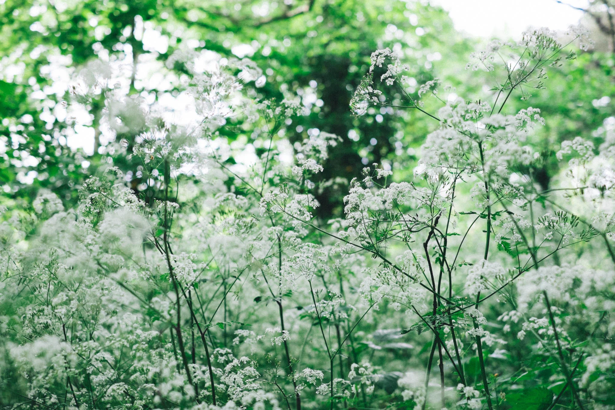 Sussex walks - Sheffield Forest circular on Retreat - a food and lifestyle blog for busy people. Photography by Emma Gutteridge for Retreat blog.