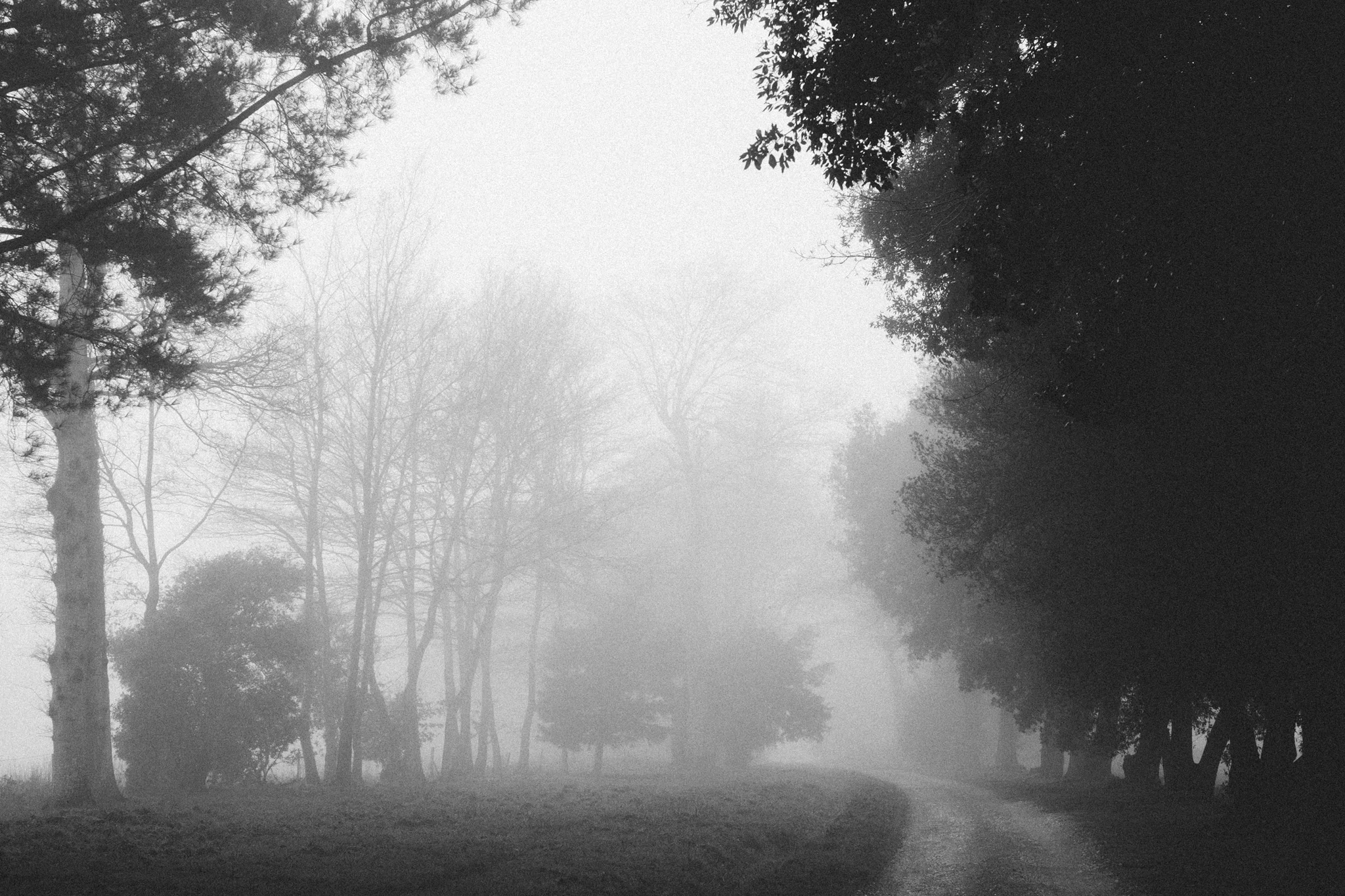 Mist in Sussex 2016. Photography by Sussex photographer Emma Gutteridge