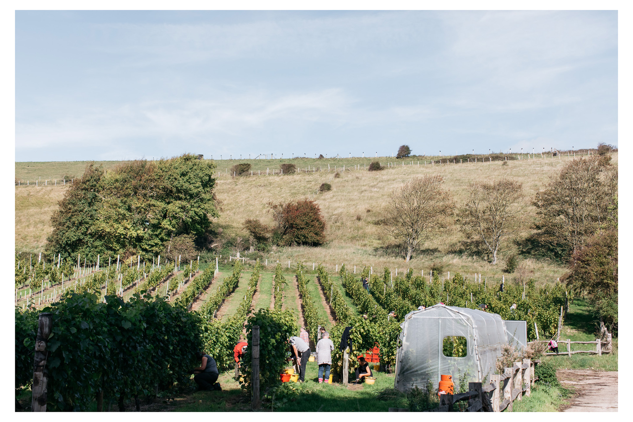 A traditional English wine harvest with lunch at Breaky Bottom near Lewes, East Sussex. A great way to get involved with your local food and wine community. 