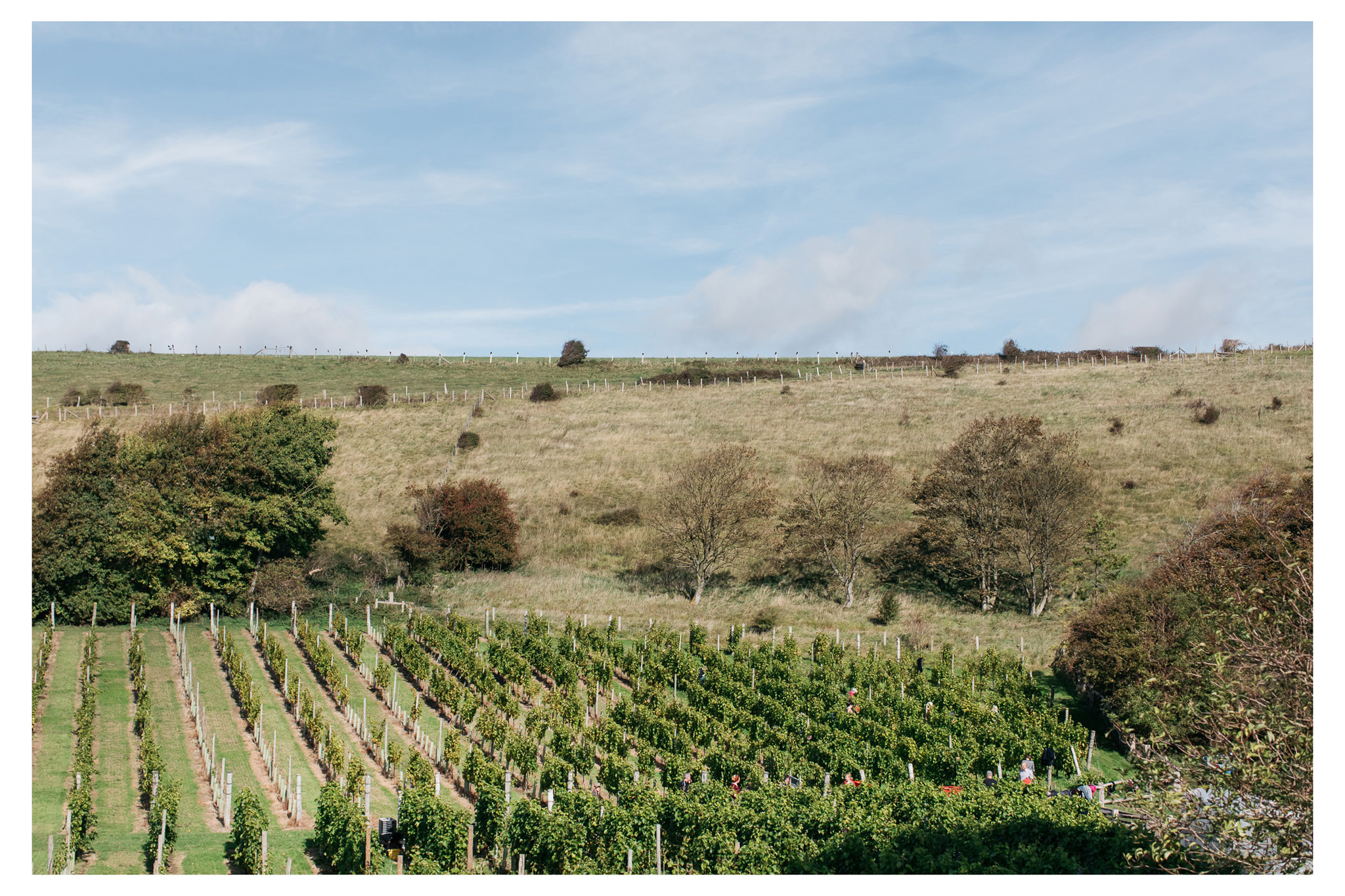 A traditional English wine harvest with lunch at Breaky Bottom near Lewes, East Sussex. A great way to get involved with your local food and wine community. 
