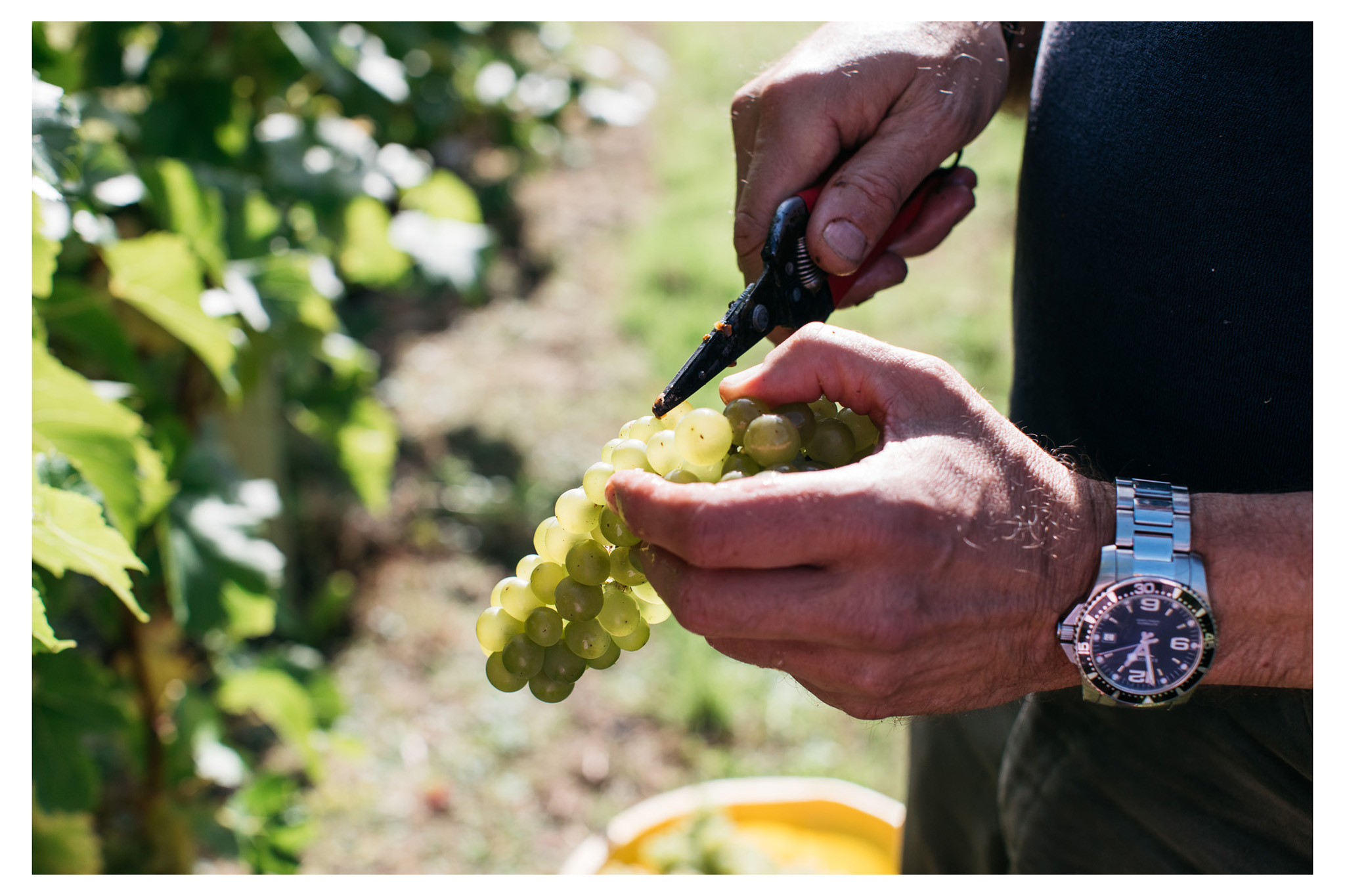 A traditional English wine harvest with lunch at Breaky Bottom near Lewes, East Sussex. A great way to get involved with your local food and wine community. Retr-eat is a food and lifestyle blog based in Sussex with a focus on local producers written and photographed by food photographer Emma Croman. 