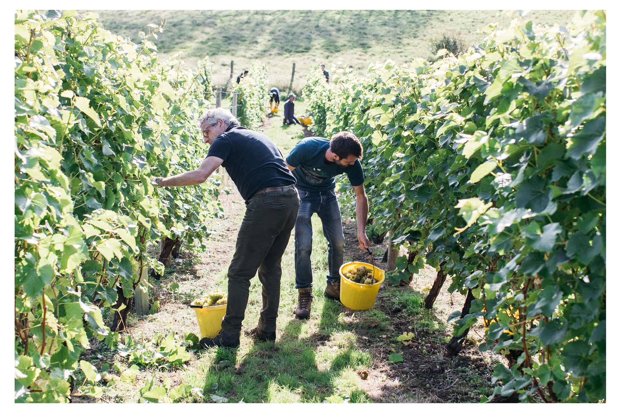A traditional English wine harvest with lunch at Breaky Bottom near Lewes, East Sussex. A great way to get involved with your local food and wine community. Retr-eat is a food and lifestyle blog based in Sussex with a focus on local producers written and photographed by food photographer Emma Croman. 