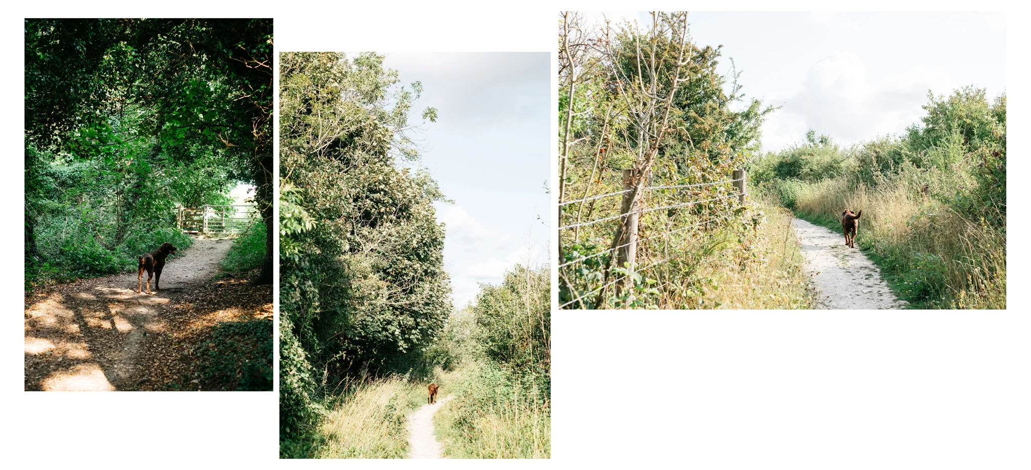 025_lewes_blackcap_beacon_web-9525.jpg