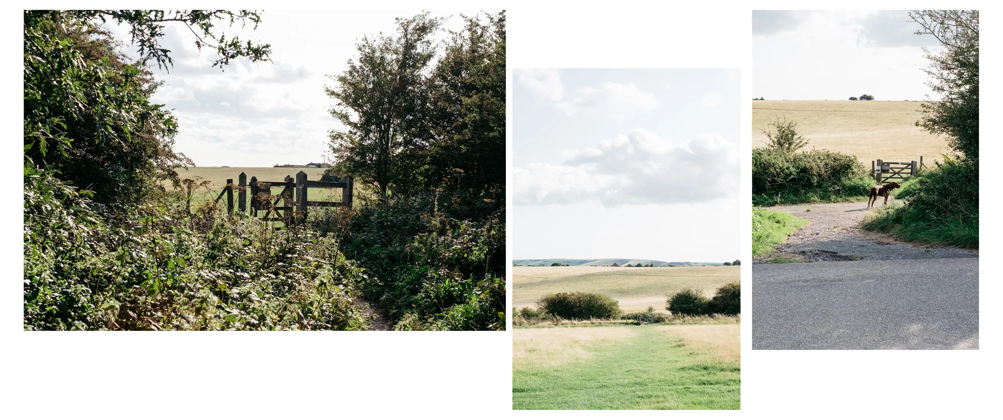 030_lewes_blackcap_beacon_web-9541.jpg