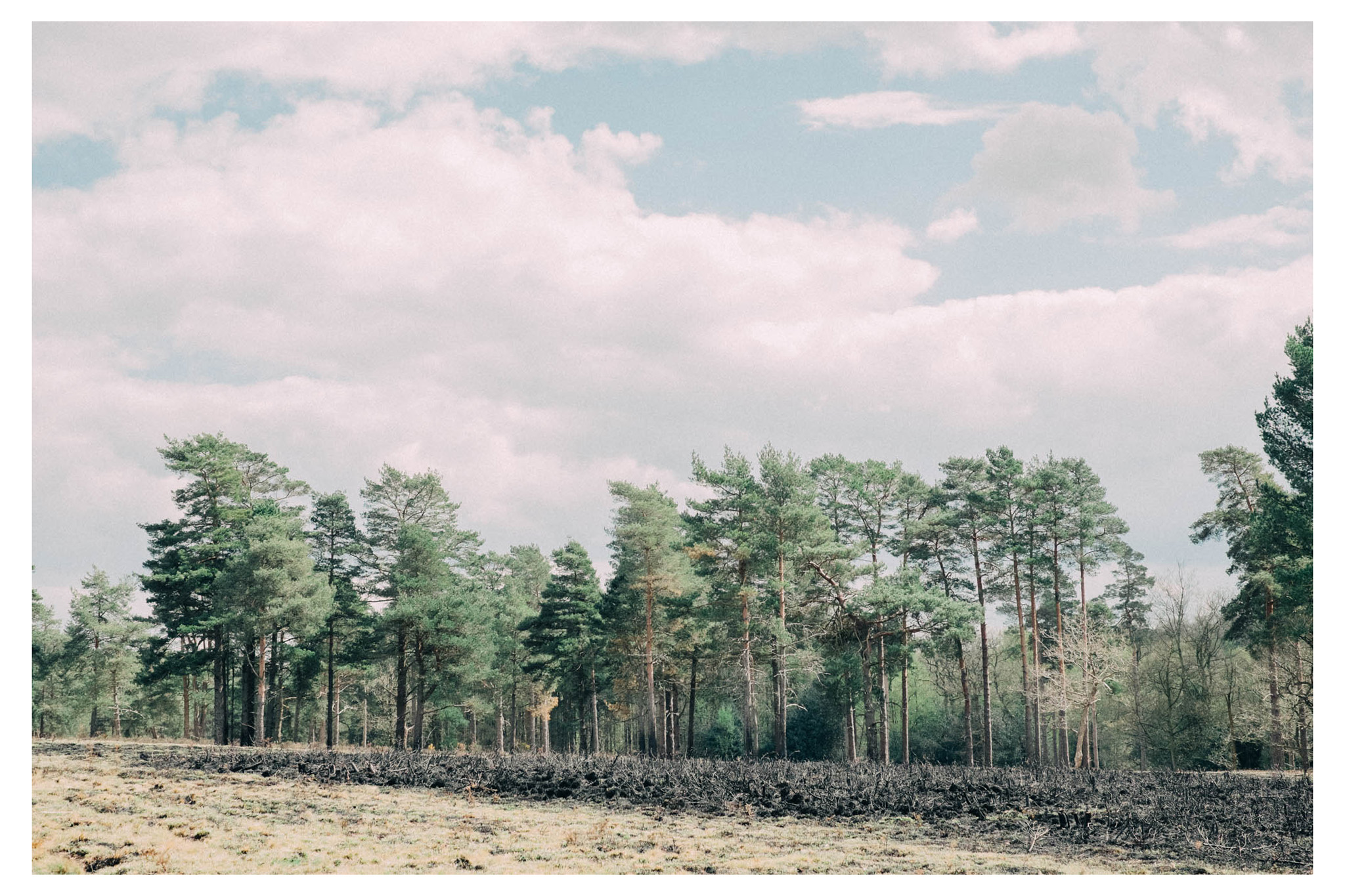 ashdownforest-0149.jpg
