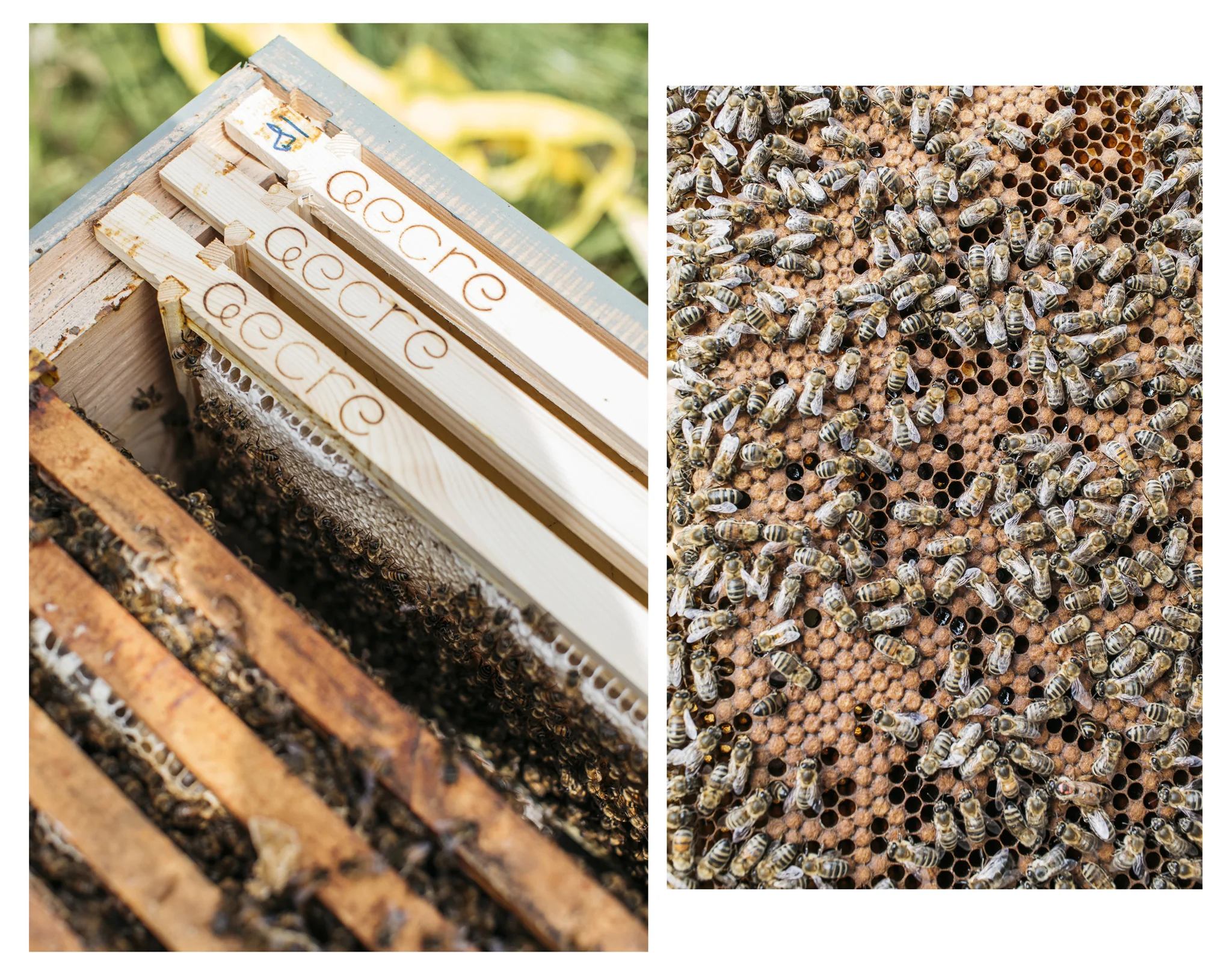 Aecre honey is raw, unblended honey from passionate beekeepers.