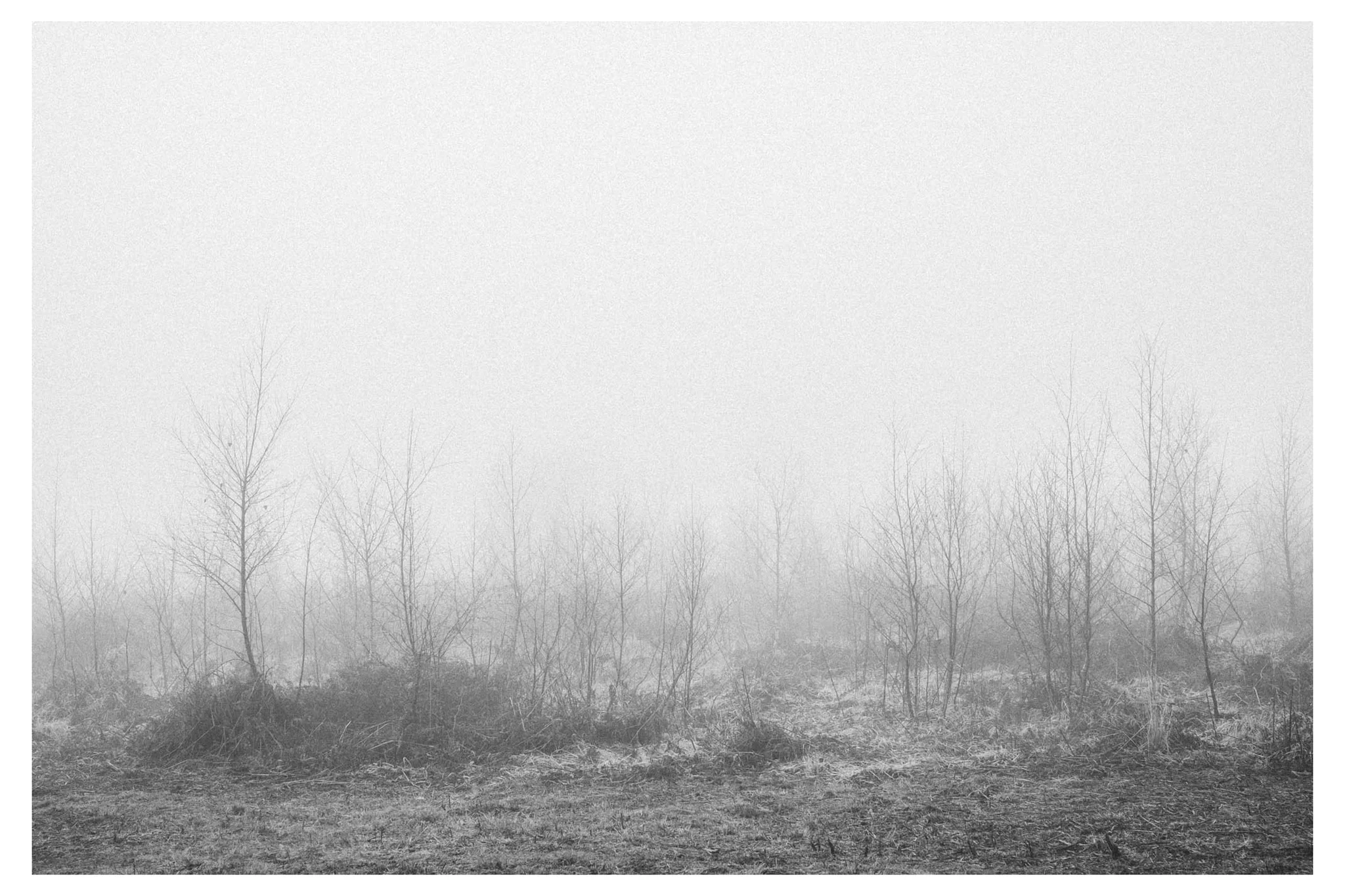 Mist_low-3067-2.jpg