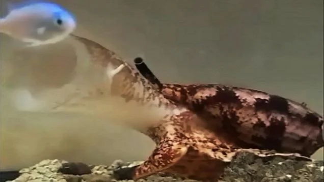 venomous-cone-snail.jpg