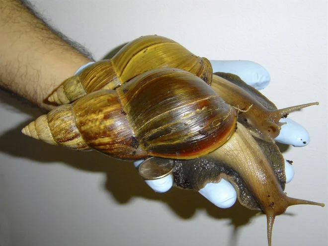 Image: Roberta Zimmerman, USDA APHIS